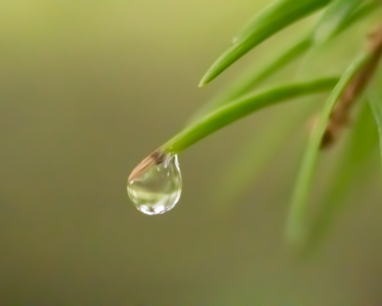 Goutte d'eau suspendue à une aiguille verte d'une plante, flou de fond vert