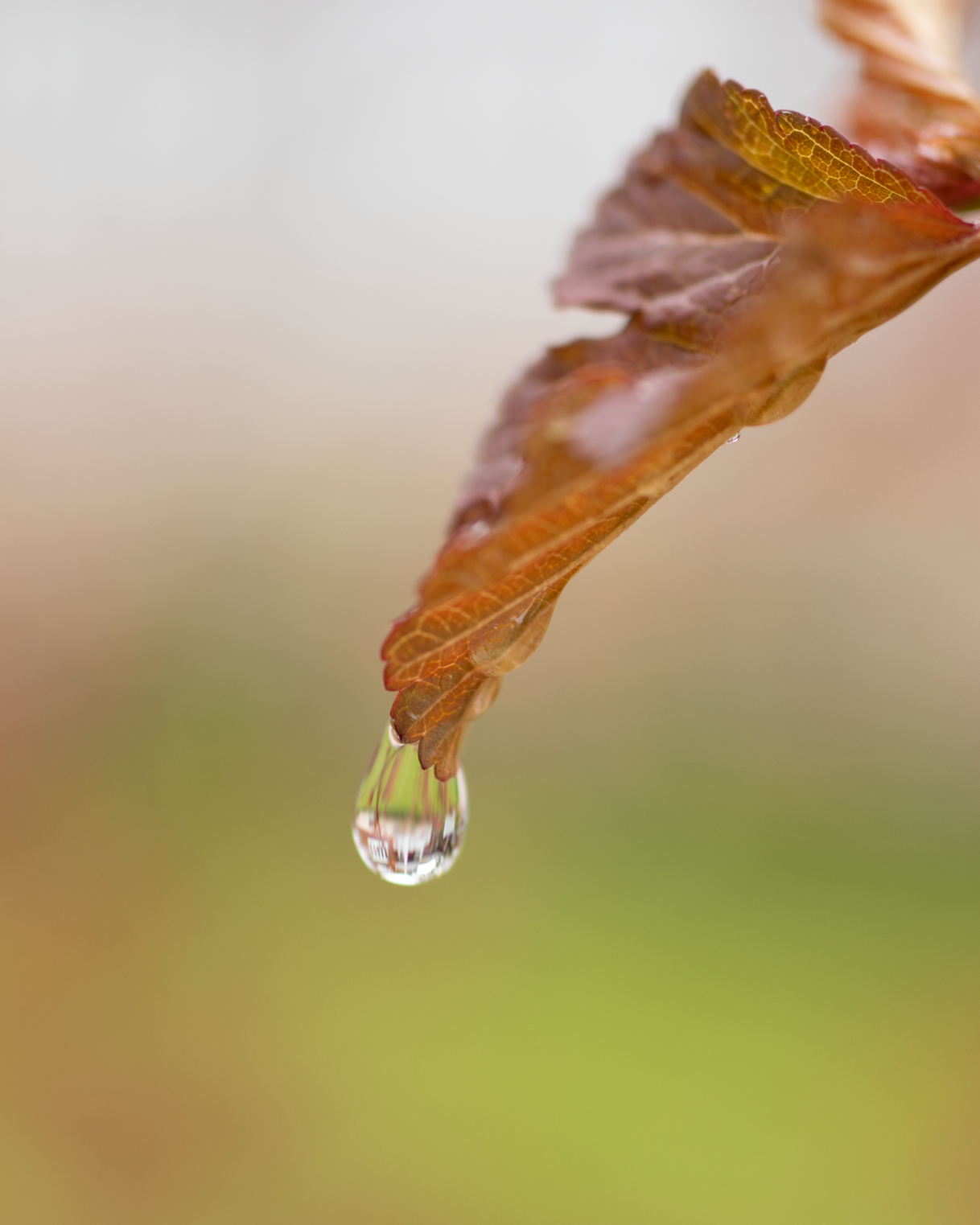 Une feuille brune avec une goutte d'eau suspendue au bout.