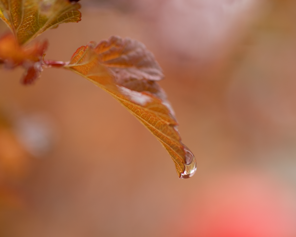 Goutte d'eau suspendue au bord d'une feuille d'automne orange.