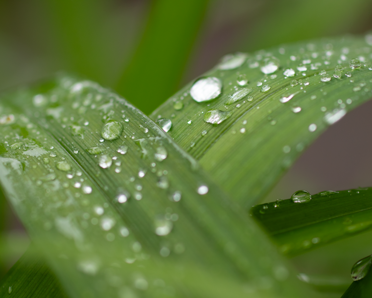 Gouttes d'eau sur une feuille verte.