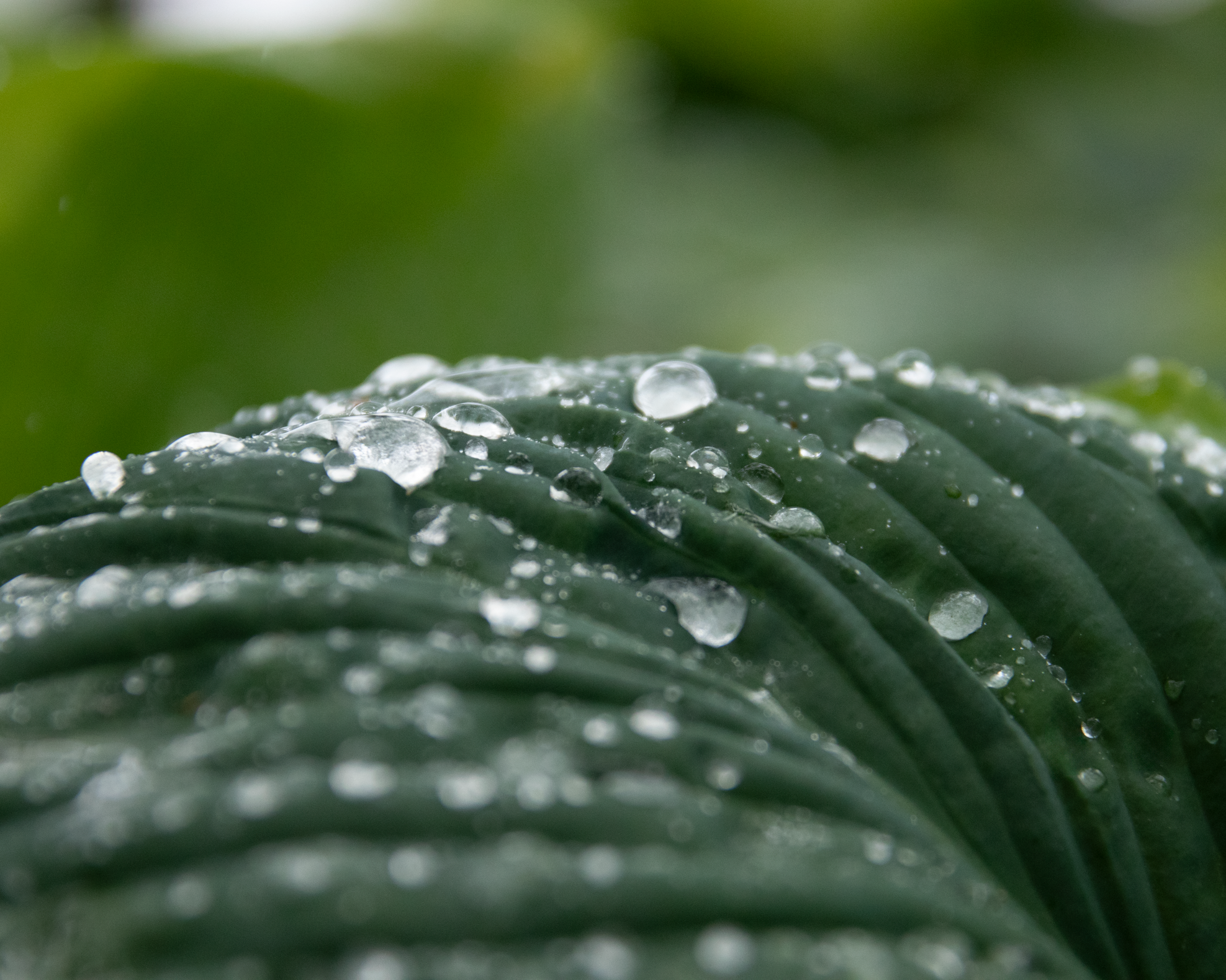 Gouttes d'eau sur une feuille verte.