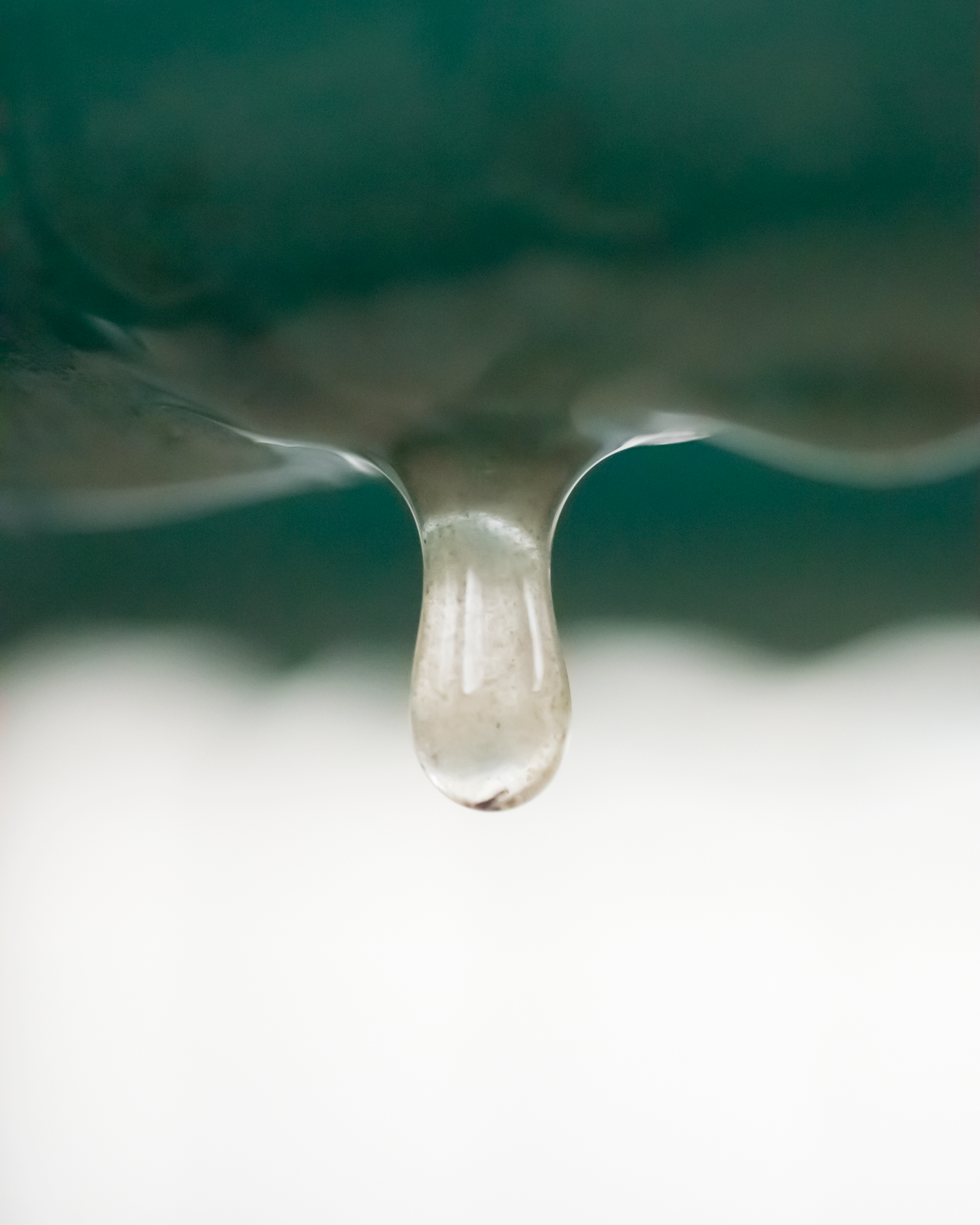 Goutte d'eau suspendue sous une surface verte, en gros plan.