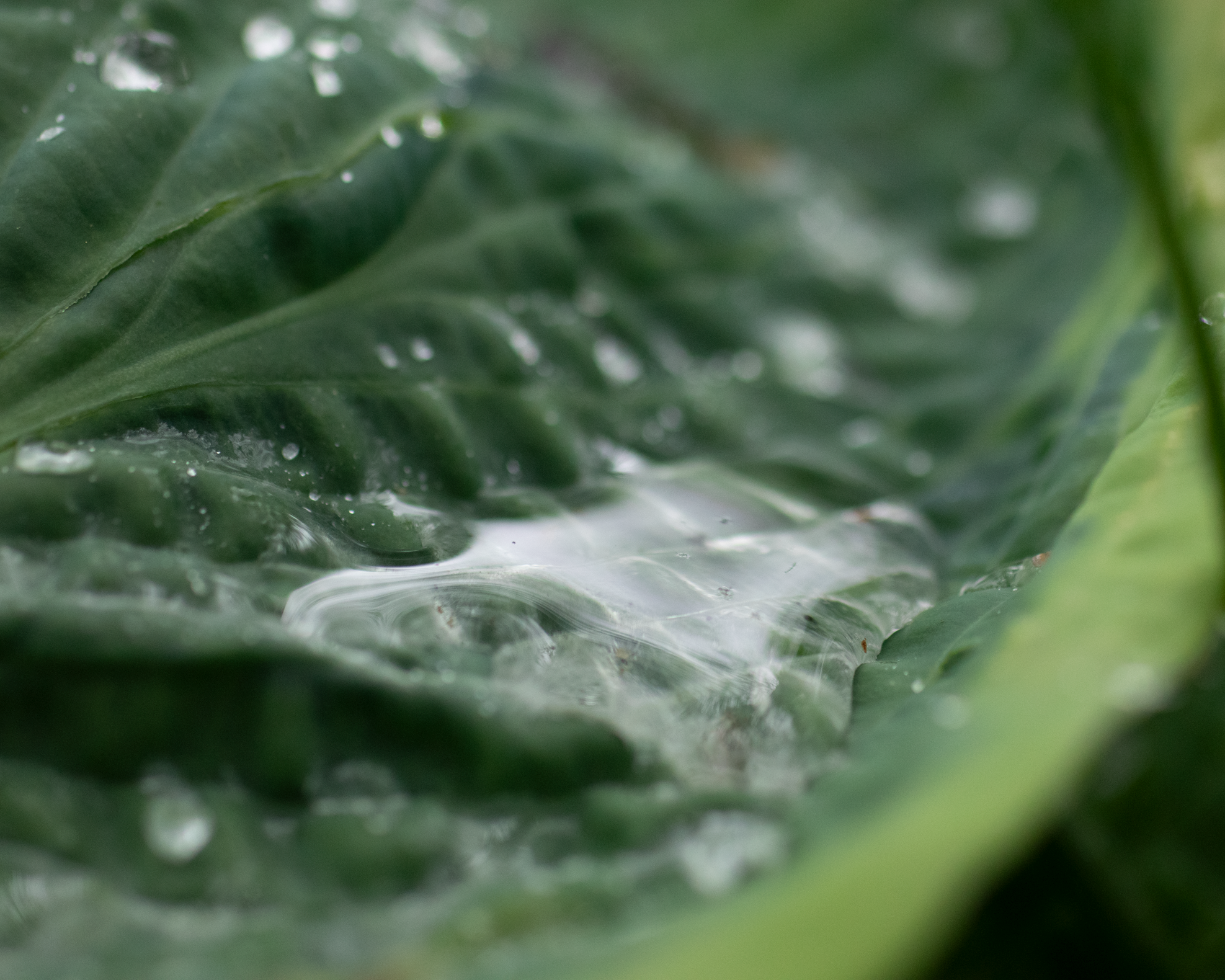 Gros plan d'une feuille verte avec de petites gouttes d'eau sur sa surface.