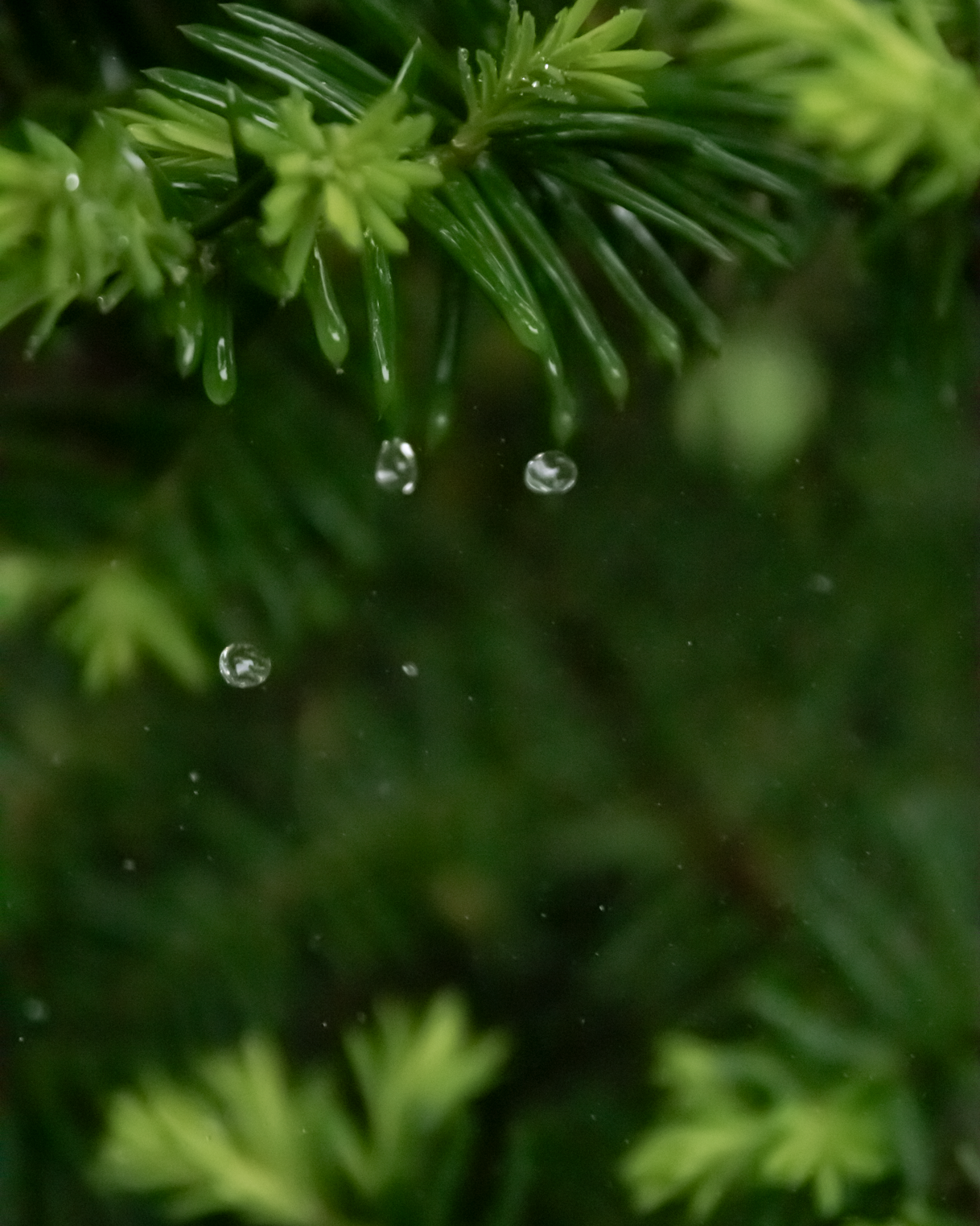 Gros plan d'une branche de sapin avec des aiguilles vert foncé et des gouttelettes d'eau suspendues.