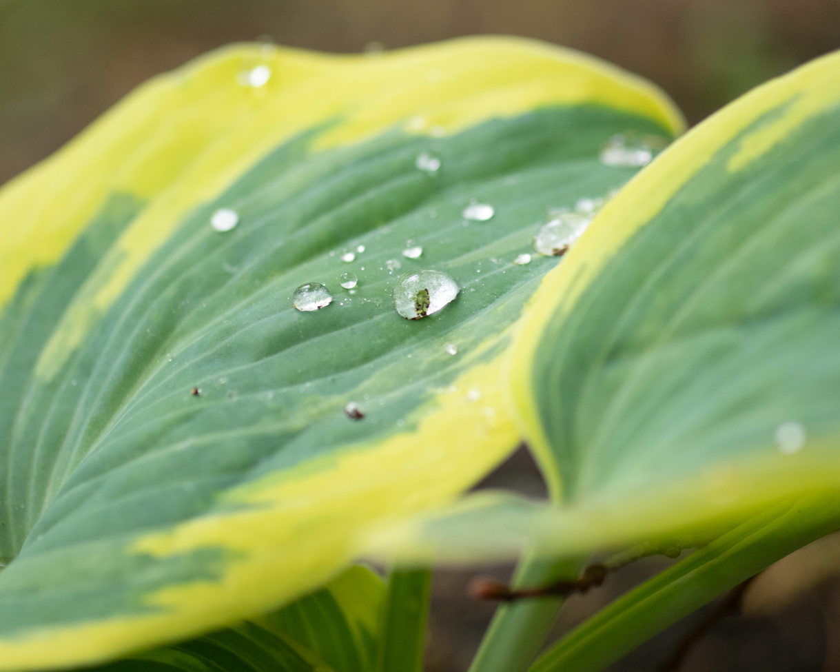 Gouttes d'eau sur une feuille verte et jaune d'une plante