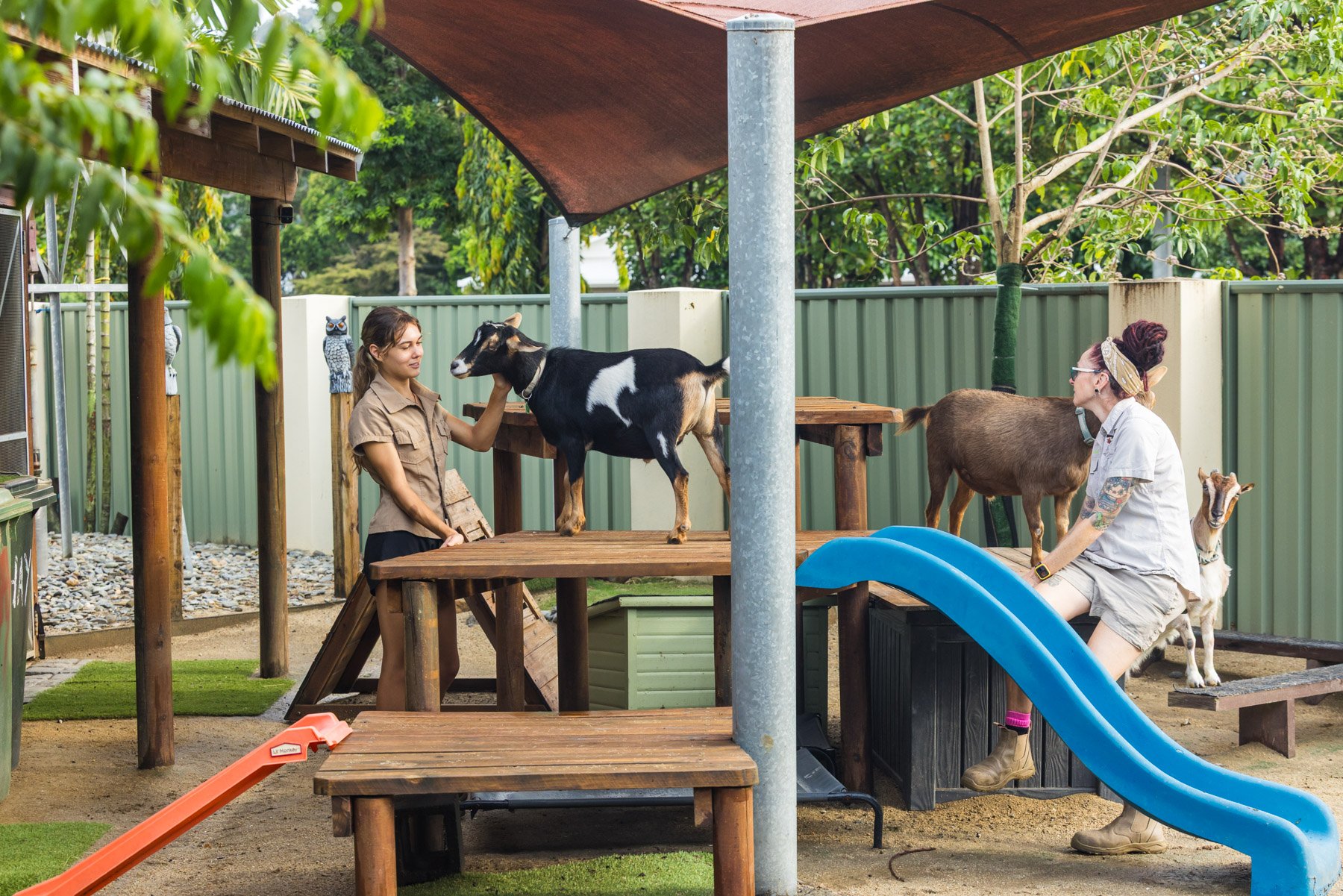 Two women caring for goats at a petting zoo, one petting a goat on a raised wooden platform, and the other sitting by a small slide with a goat standing behind her, surrounded by a green fence and trees.