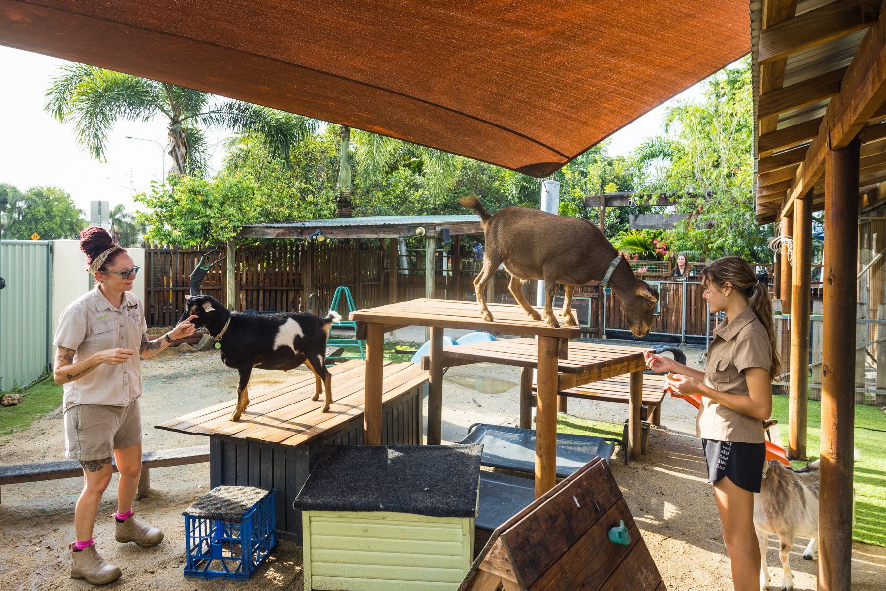 Two women and two goats in a petting zoo enclosure. One woman is guiding a goat over a wooden elevated platform, while the other woman appears to be feeding or petting a goat.