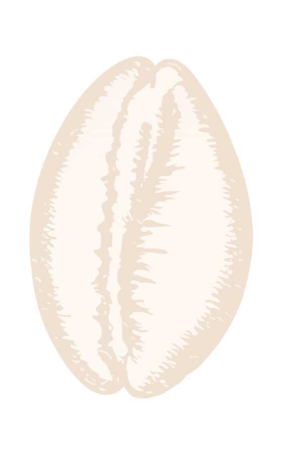 Illustration of a beige coffee bean with detailed interior lines on a black background.