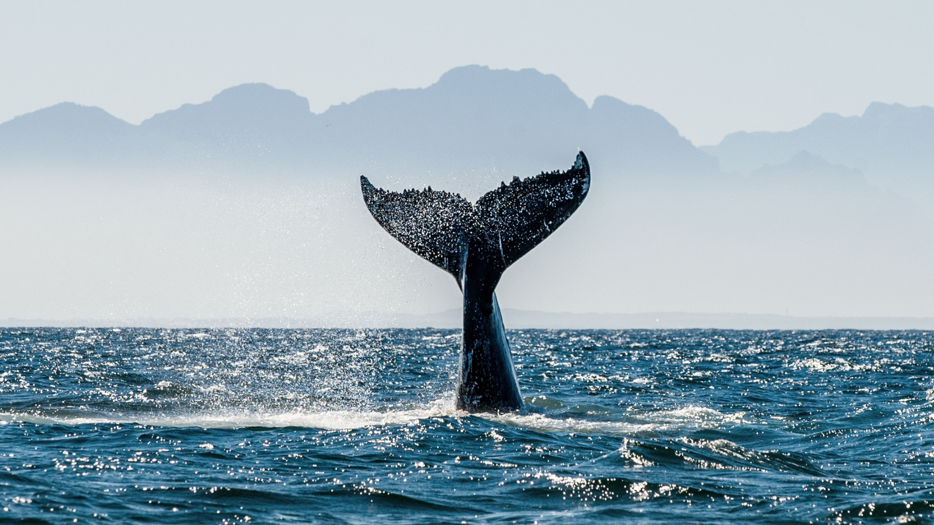 Hawaii whale watching in April