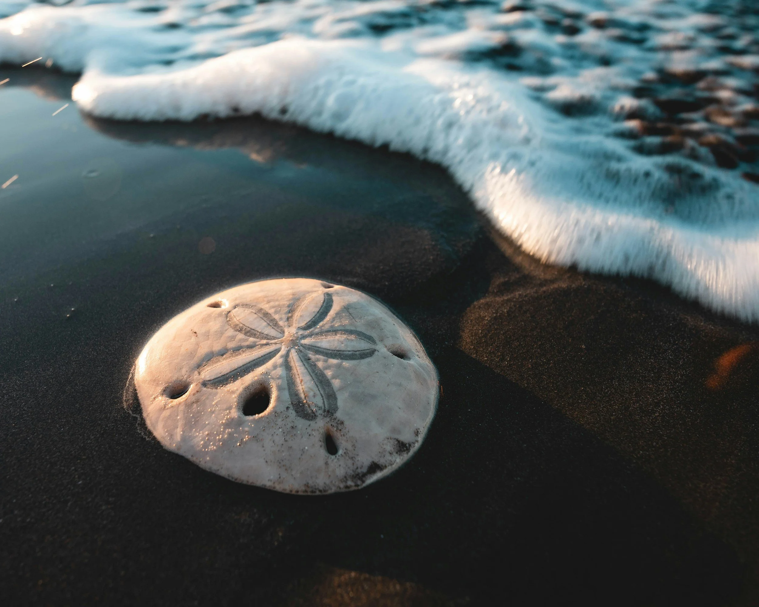 A seashell with starfish patterns on black sand with a breaking wave in the background.