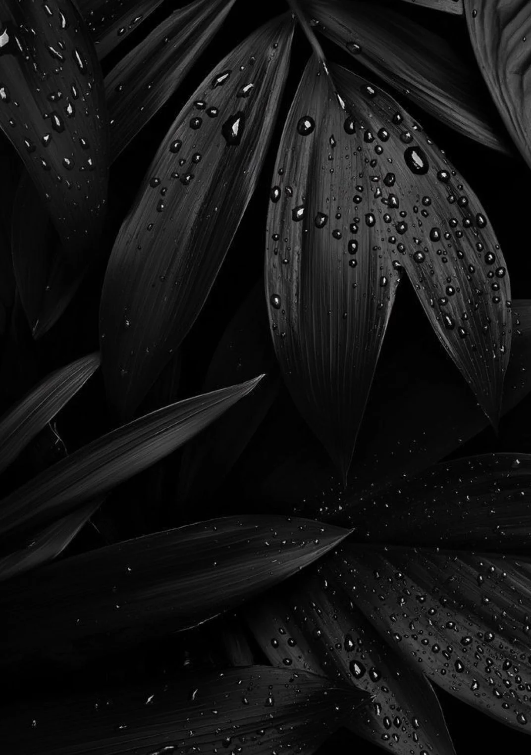 Dark leaves with water droplets in close-up, symbolizing nature-based healing, nervous system restoration, emotional renewal, and sacred feminine growth.