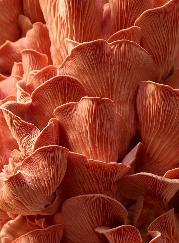 Pinkish-orange mushrooms with ruffled gills, symbolizing emotional rebirth, grounded healing, natural transformation, and feminine renewal.