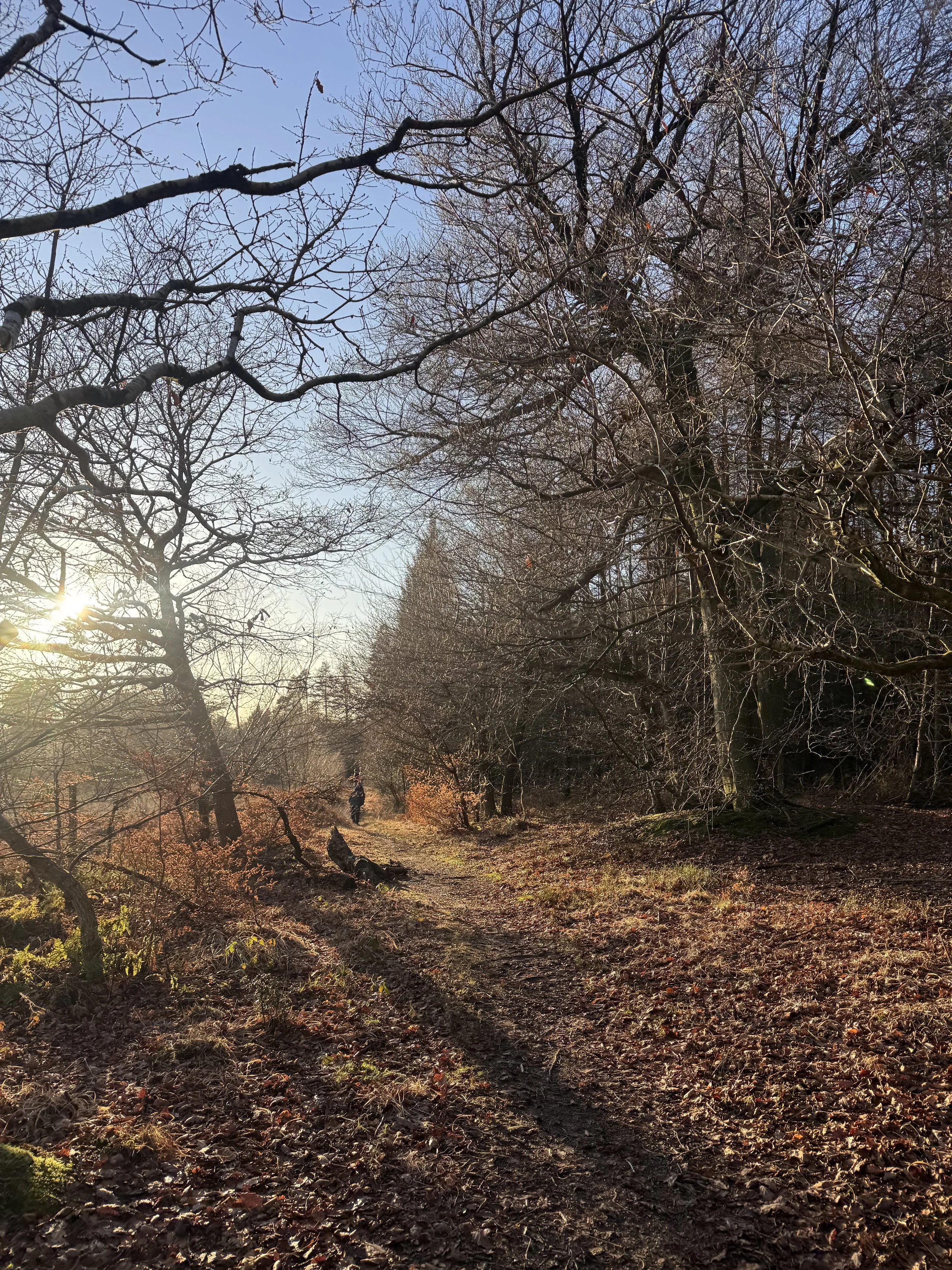 A dirt trail through a wooded area with leafless trees, fallen leaves on the ground, and a person walking in the distance during late afternoon or early evening sunlight.
