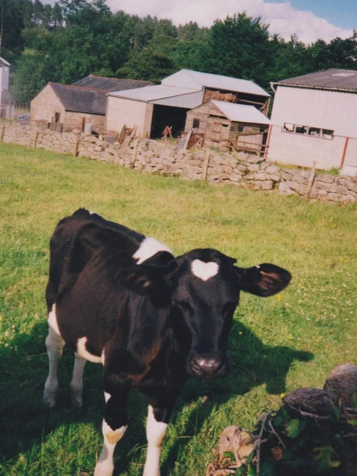A black and white calf standing on green grass in front of rustic barns and stone walls, with a backdrop of trees and cloudy sky.