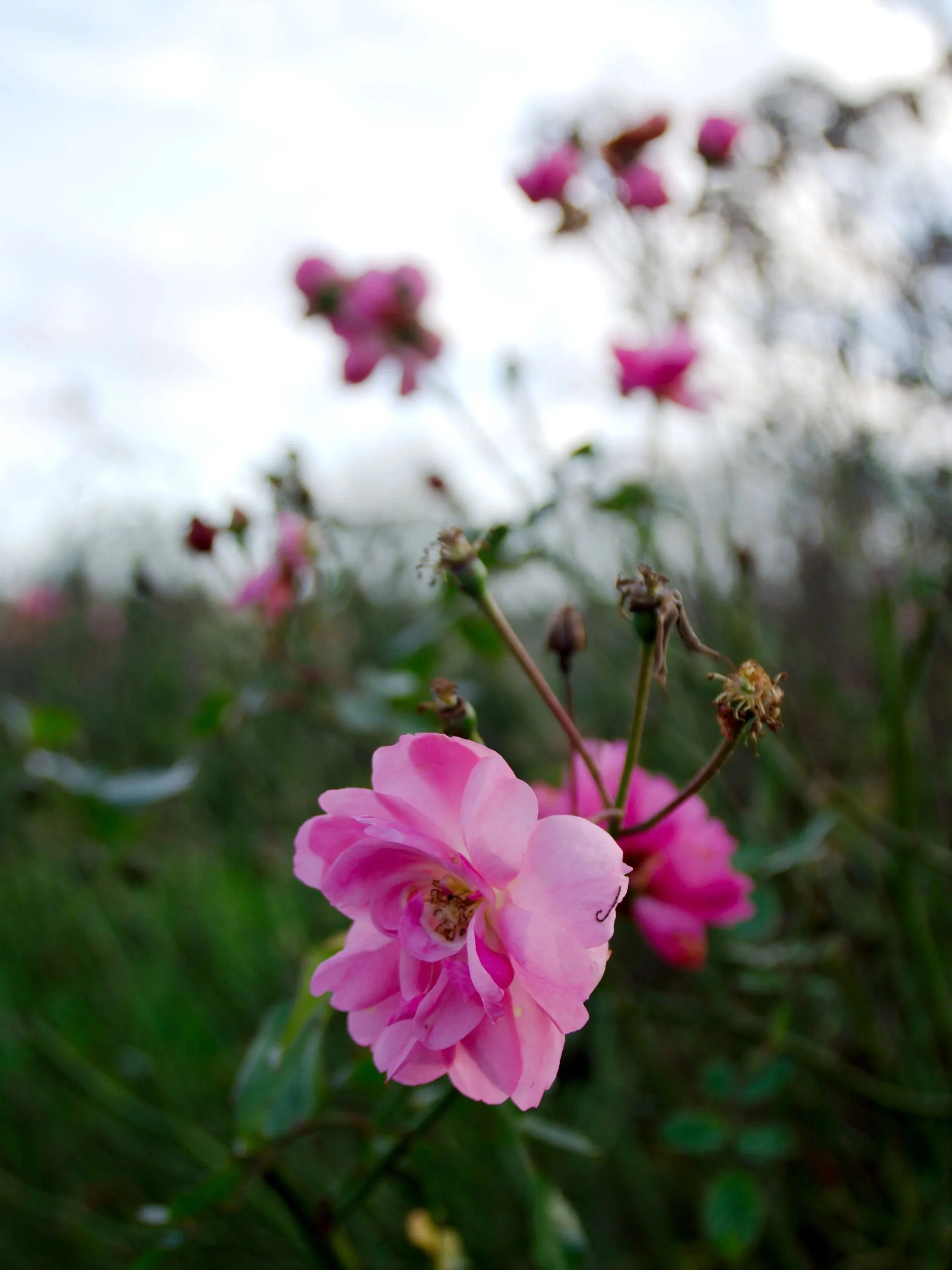 Close-up of a pink flower in focus with blurred pink flowers and sky in the background.