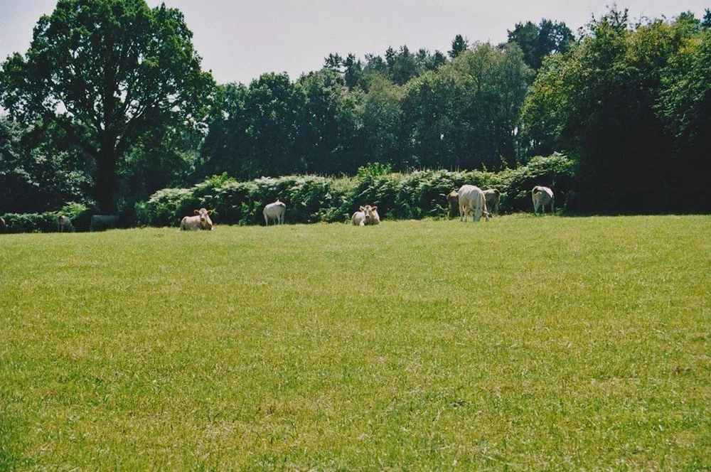 A grassy field with a few cows grazing and resting, surrounded by trees and bushes under a clear sky.