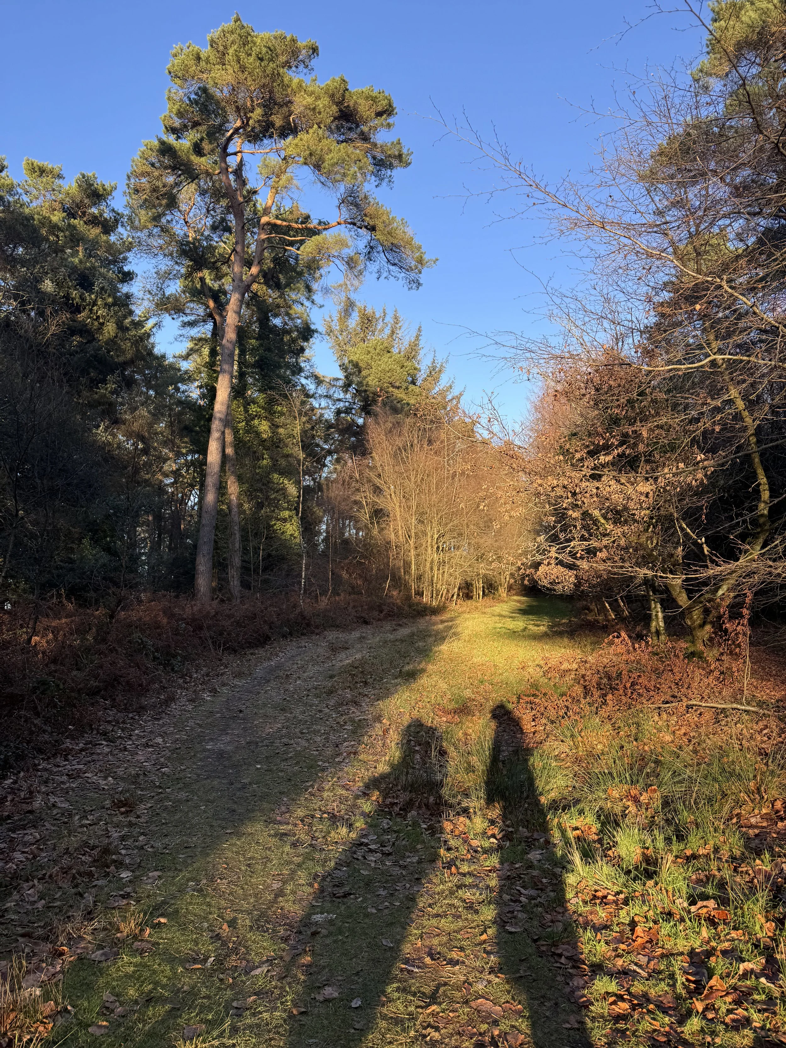 Sunlit forest trail with tall trees, some with bare branches, and the shadows of two people walking along the path.