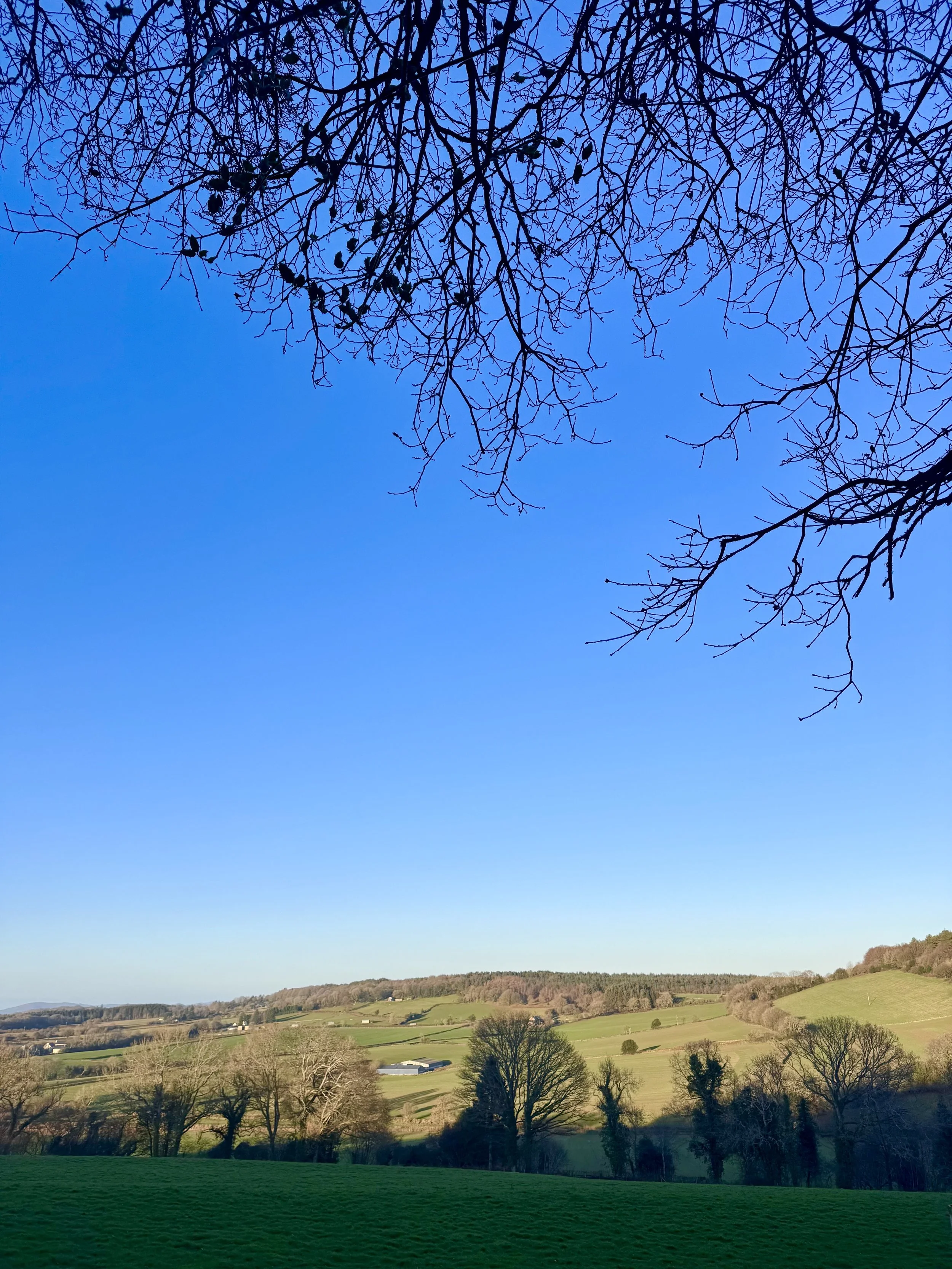 Landscape view of rolling green hills and trees with a clear blue sky overhead, showing leafless tree branches at the top.