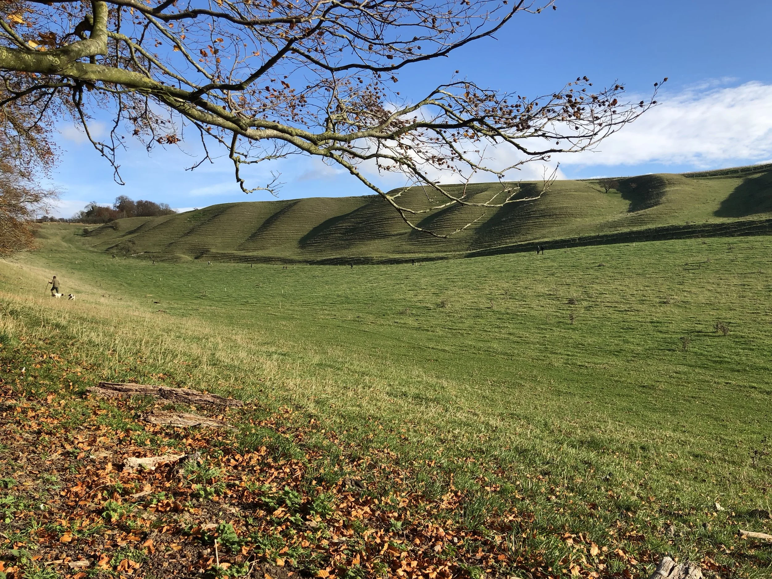 A scenic landscape of rolling green hills with a few trees, some with fall foliage, under a bright blue sky with scattered clouds. A person is walking with dogs in the distance.