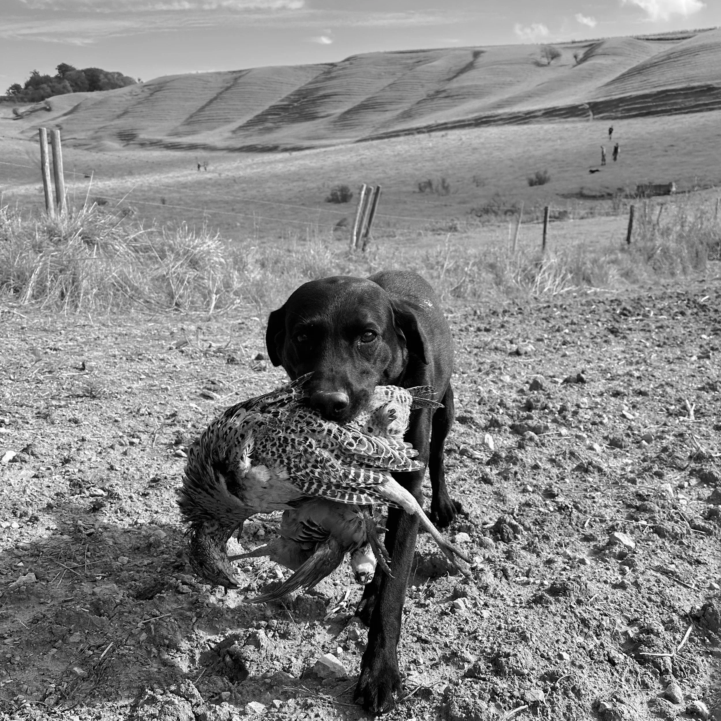A black dog carrying a bird in its mouth on a dirt field with rolling hills and a fence in the background.