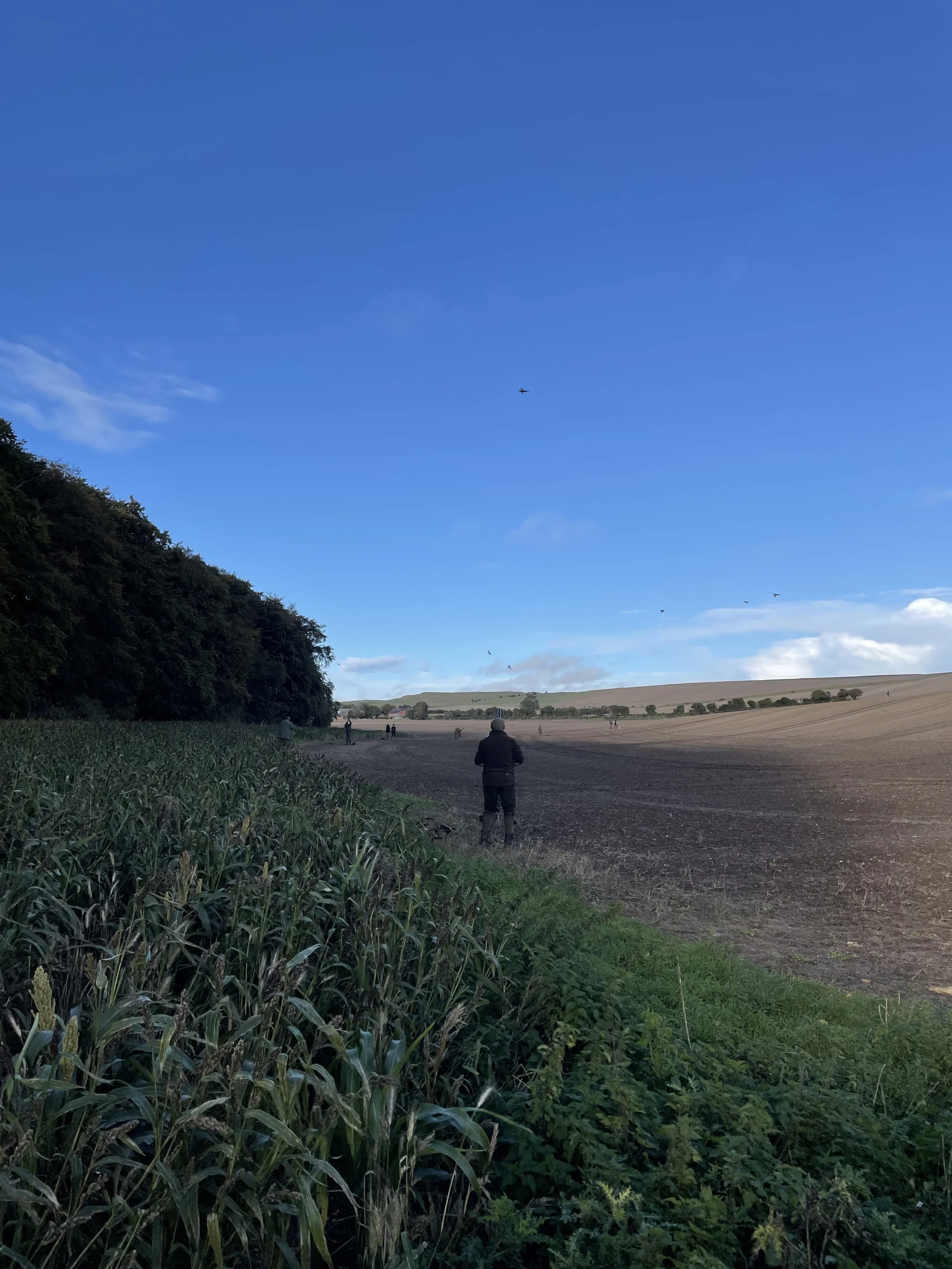 A rural landscape with a field on the right, a cornfield on the left, and a person standing near the edge of the field. Several people and birds are visible in the distance under a clear blue sky.