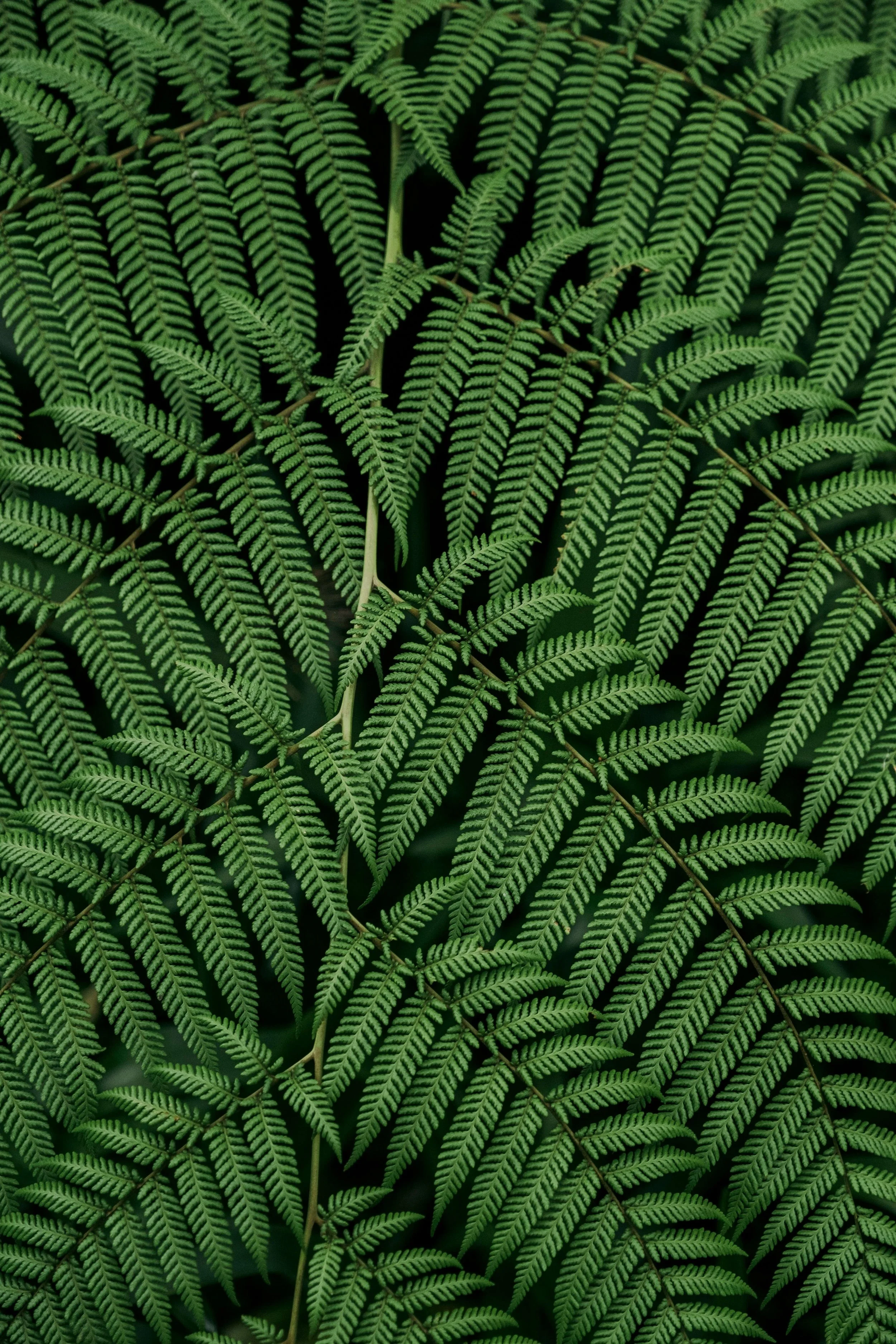 Plants as a background
