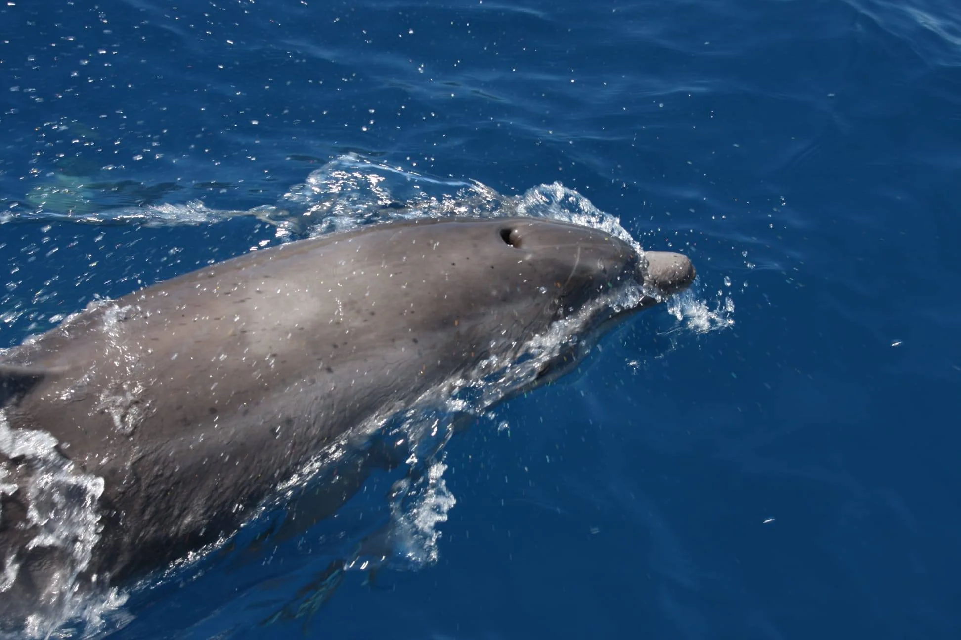 Een bultrugwalvis die door de blauwe oceaan zwemt.