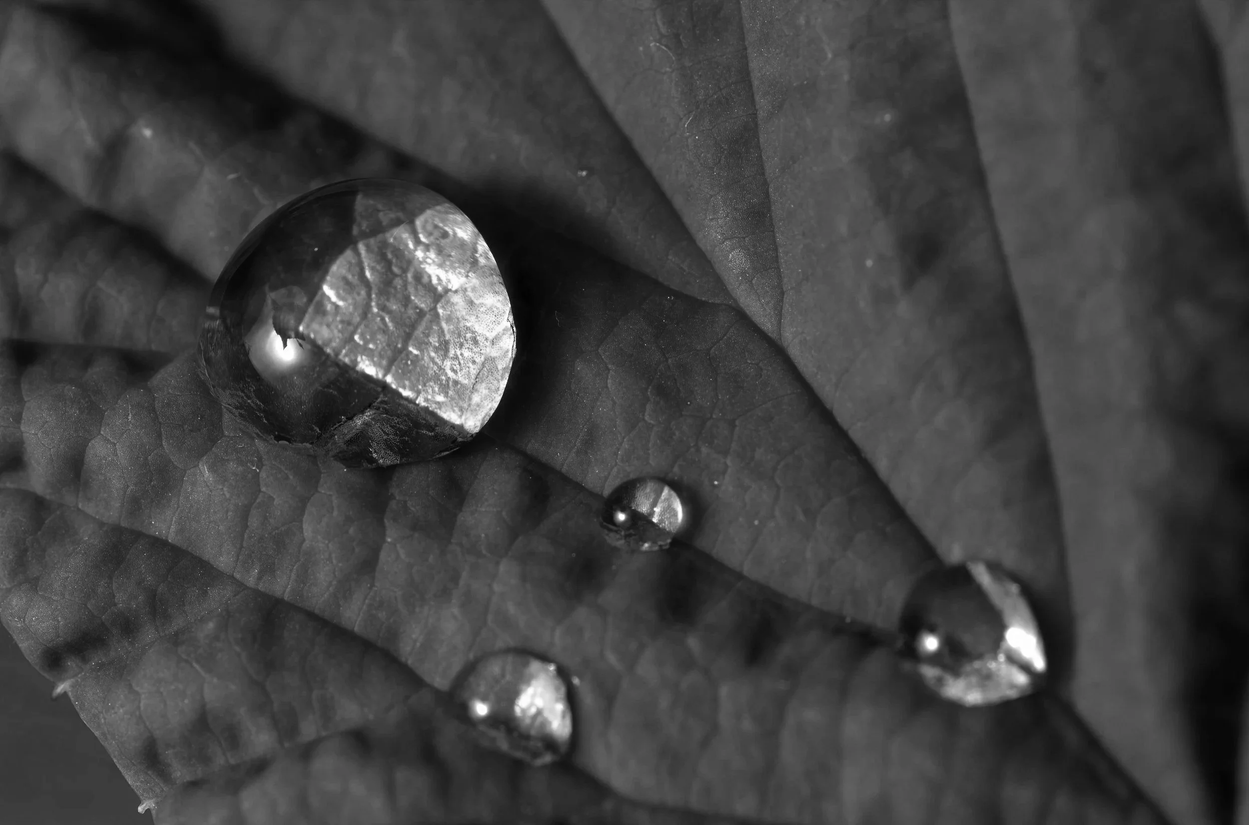 Close-up of a green leaf with five water droplets on its surface.