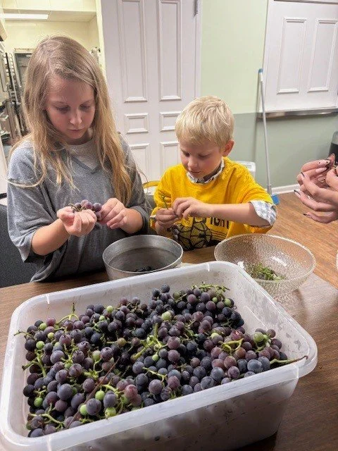 Stemming Grapes 2.jpg