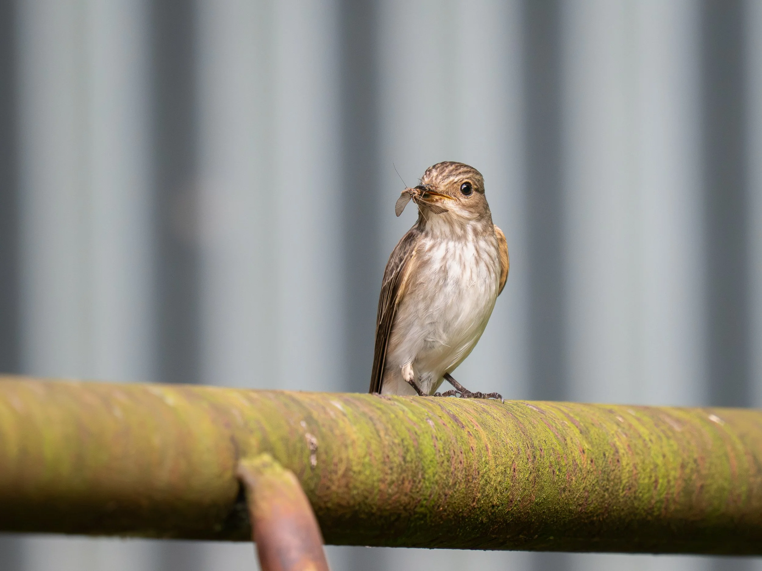 Spotted flycatcher