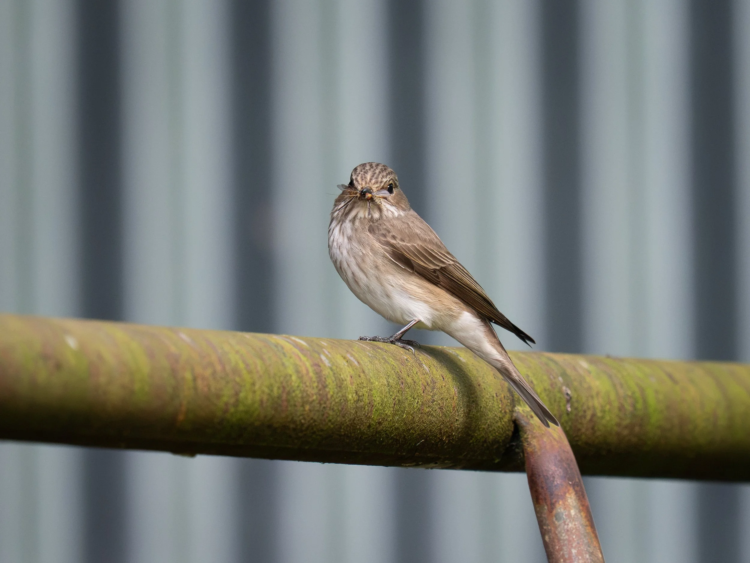 Spotted flycatcher