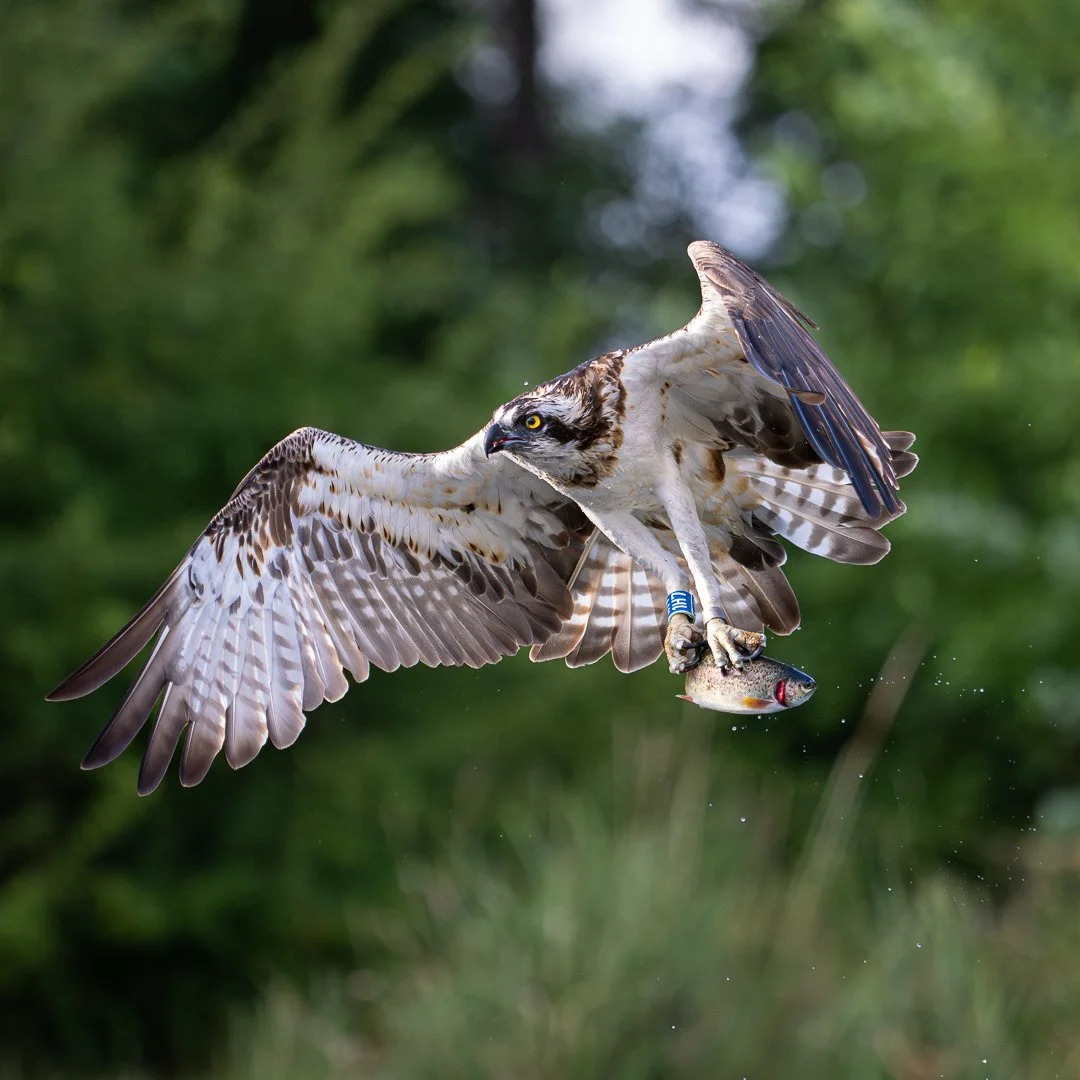 Wildlife