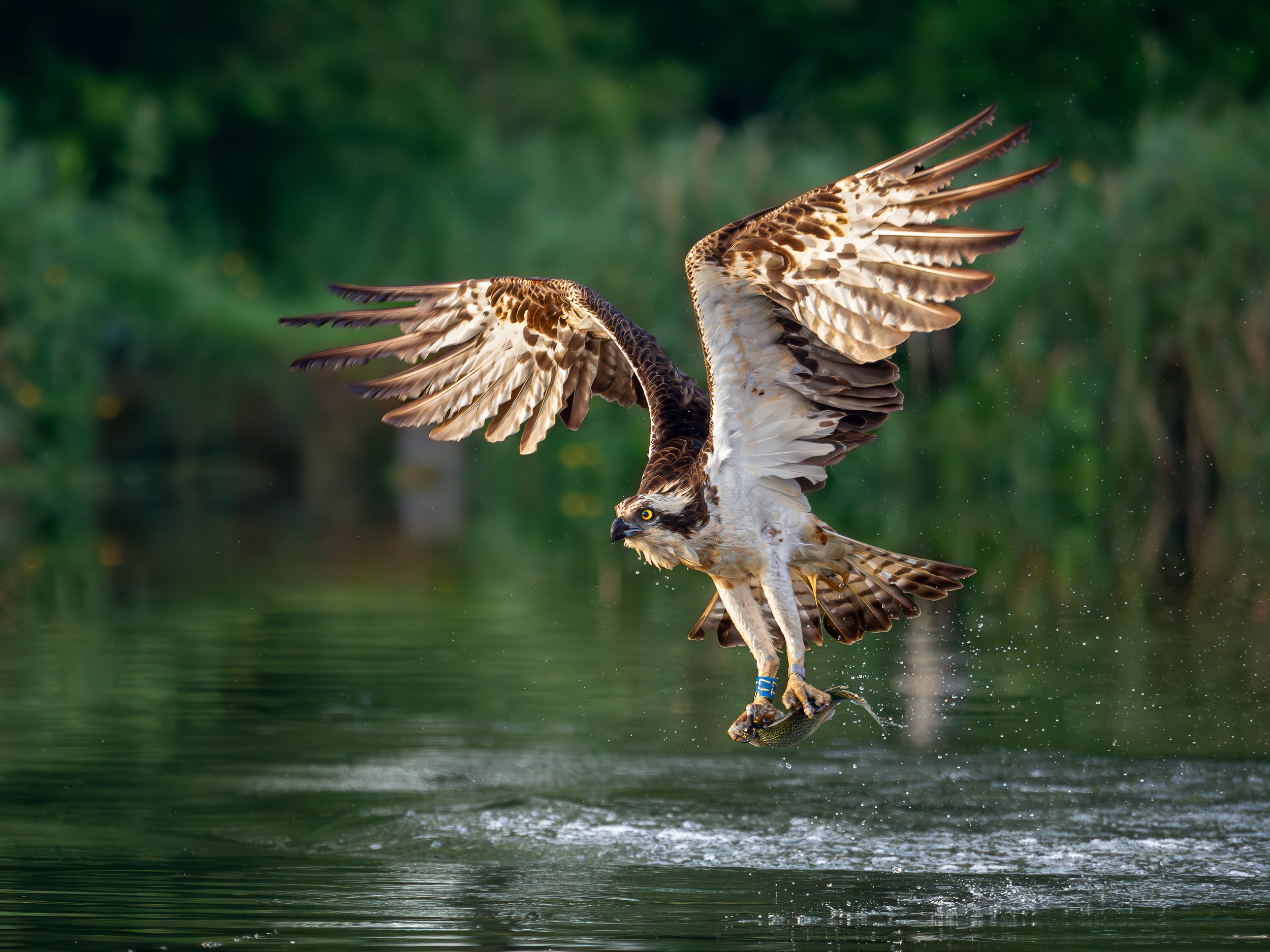 Ospreys