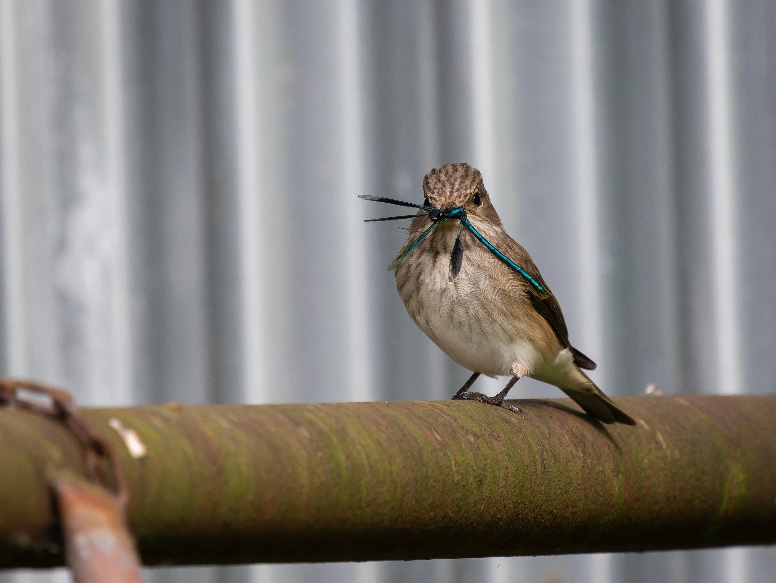Spotted flycatcher
