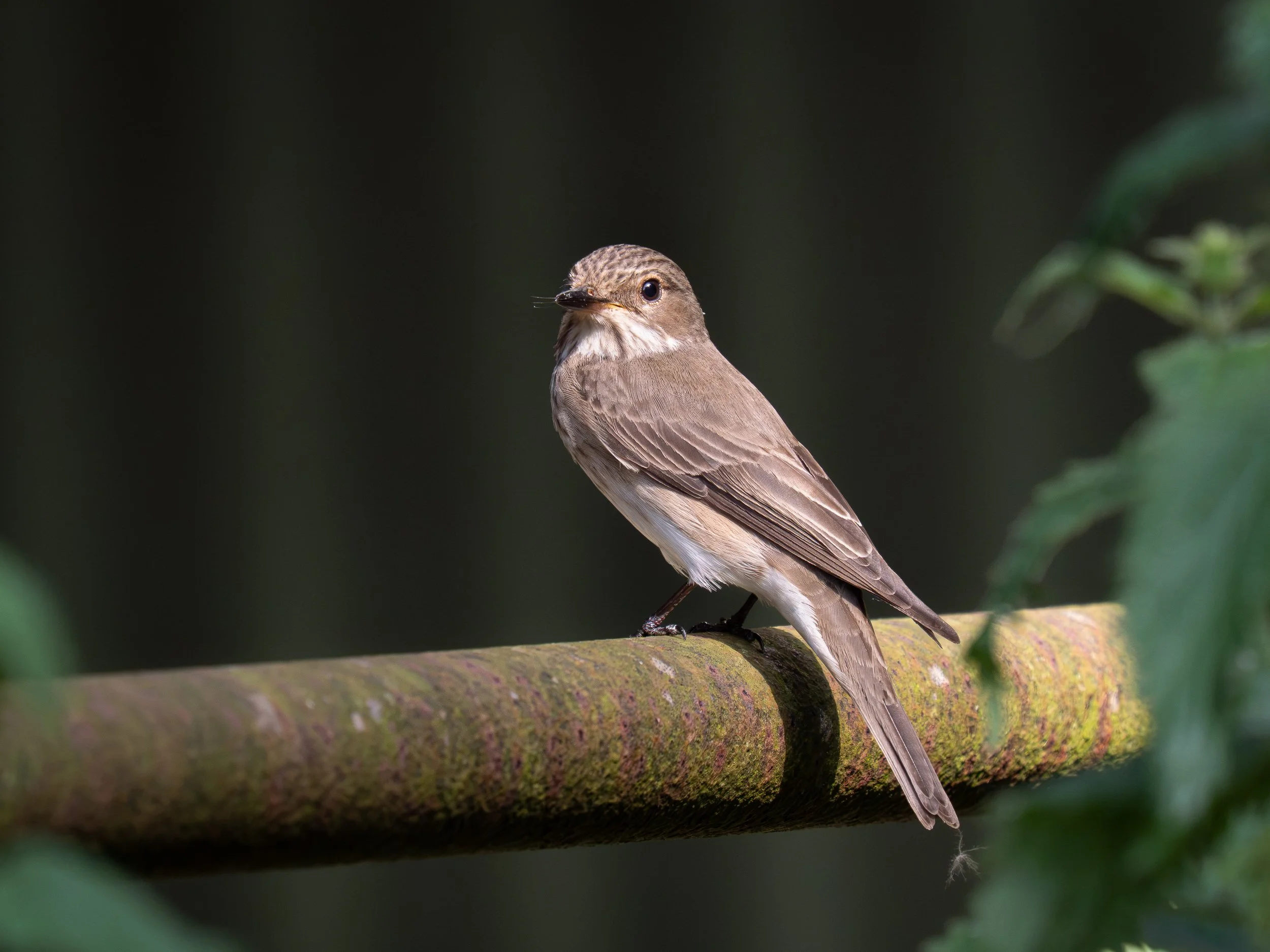 Spotted flycatcher
