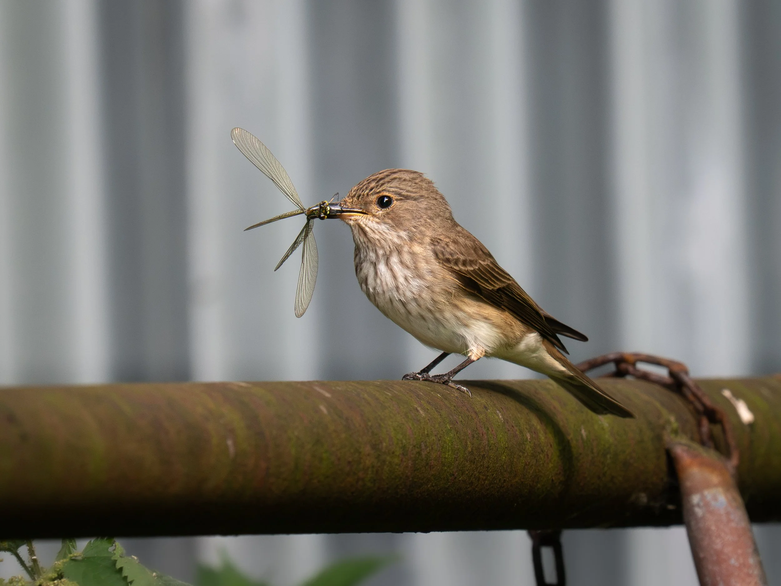 Spotted flycatcher