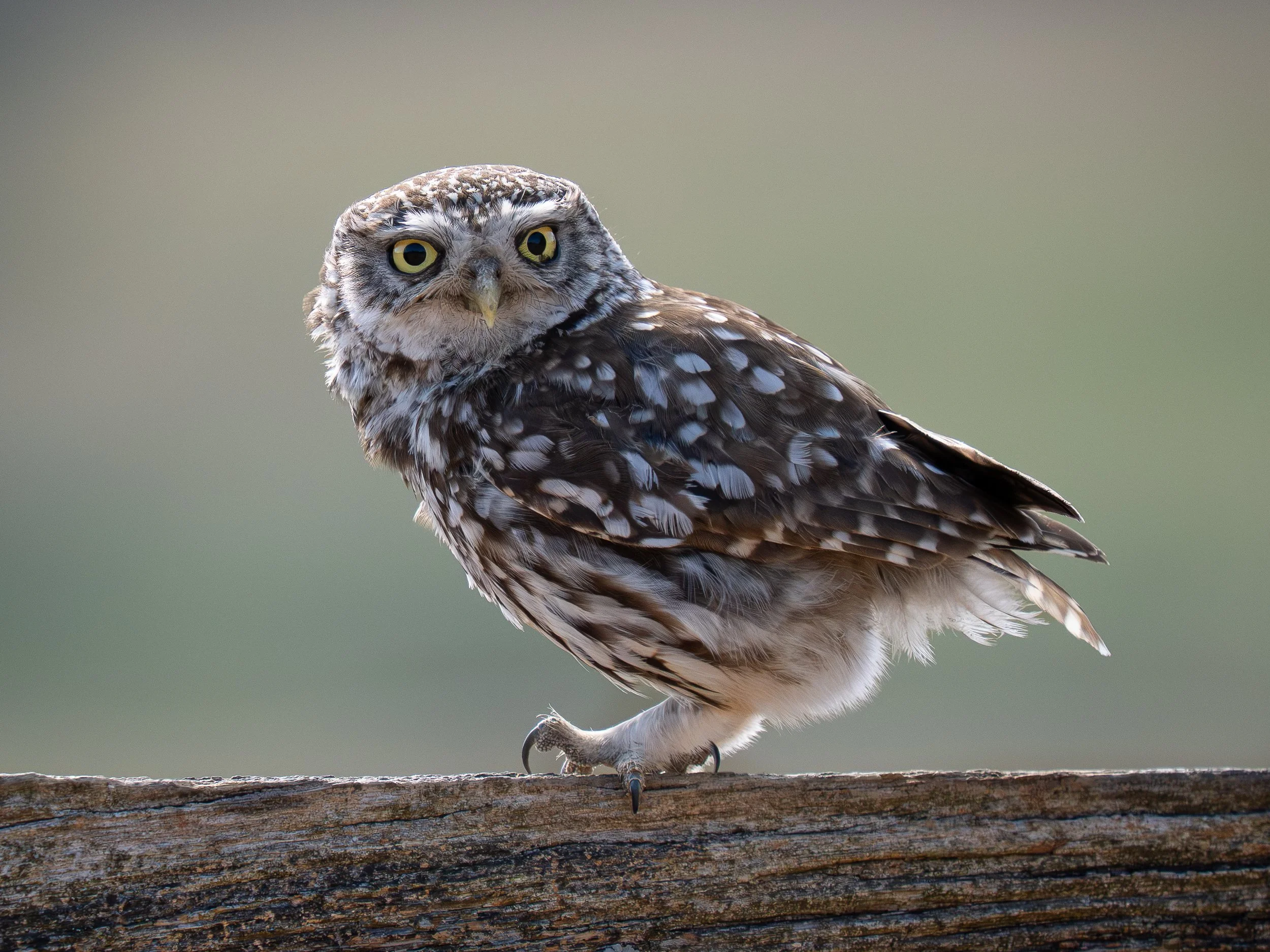 Little Owls
