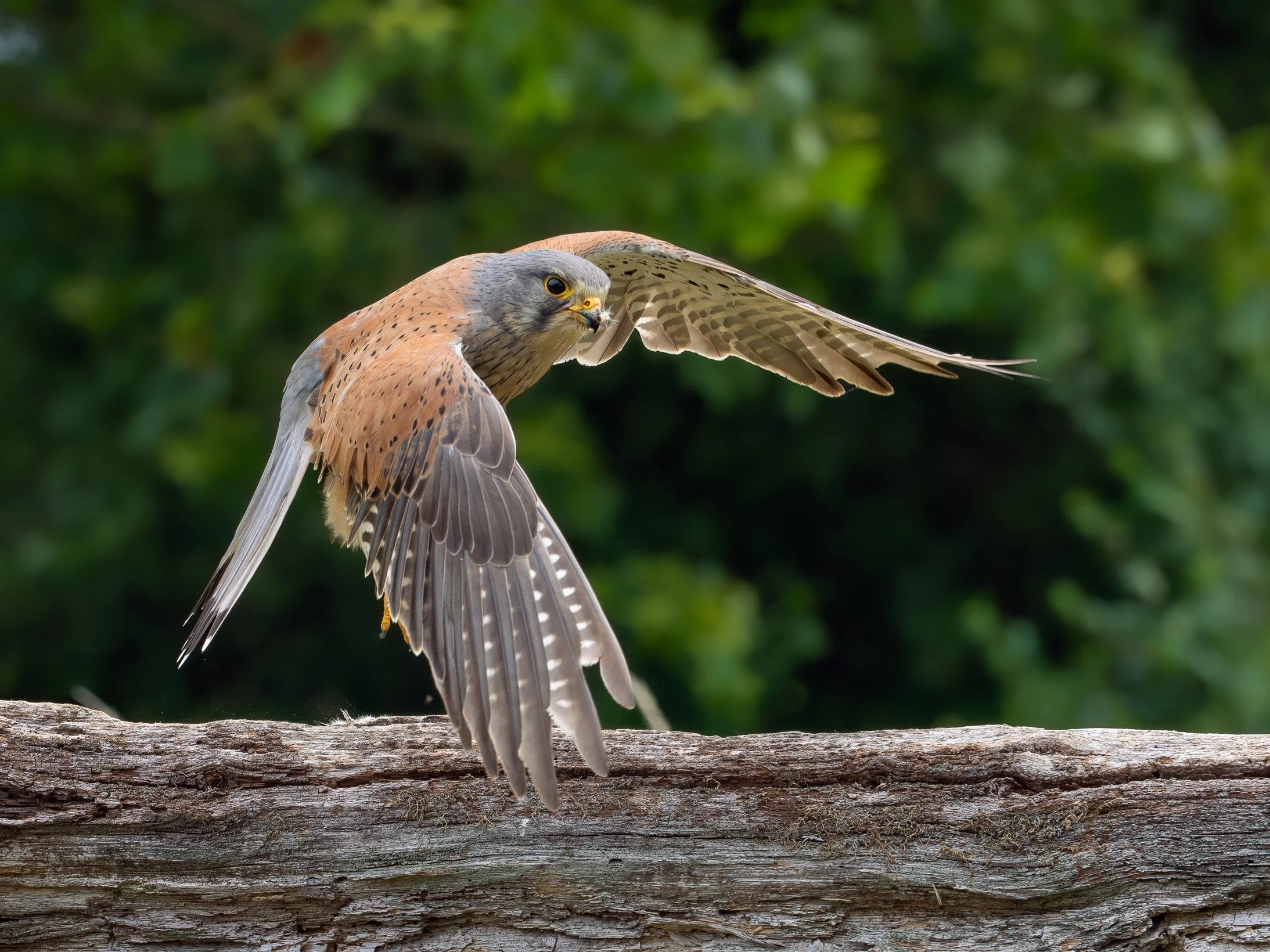 Kestrels