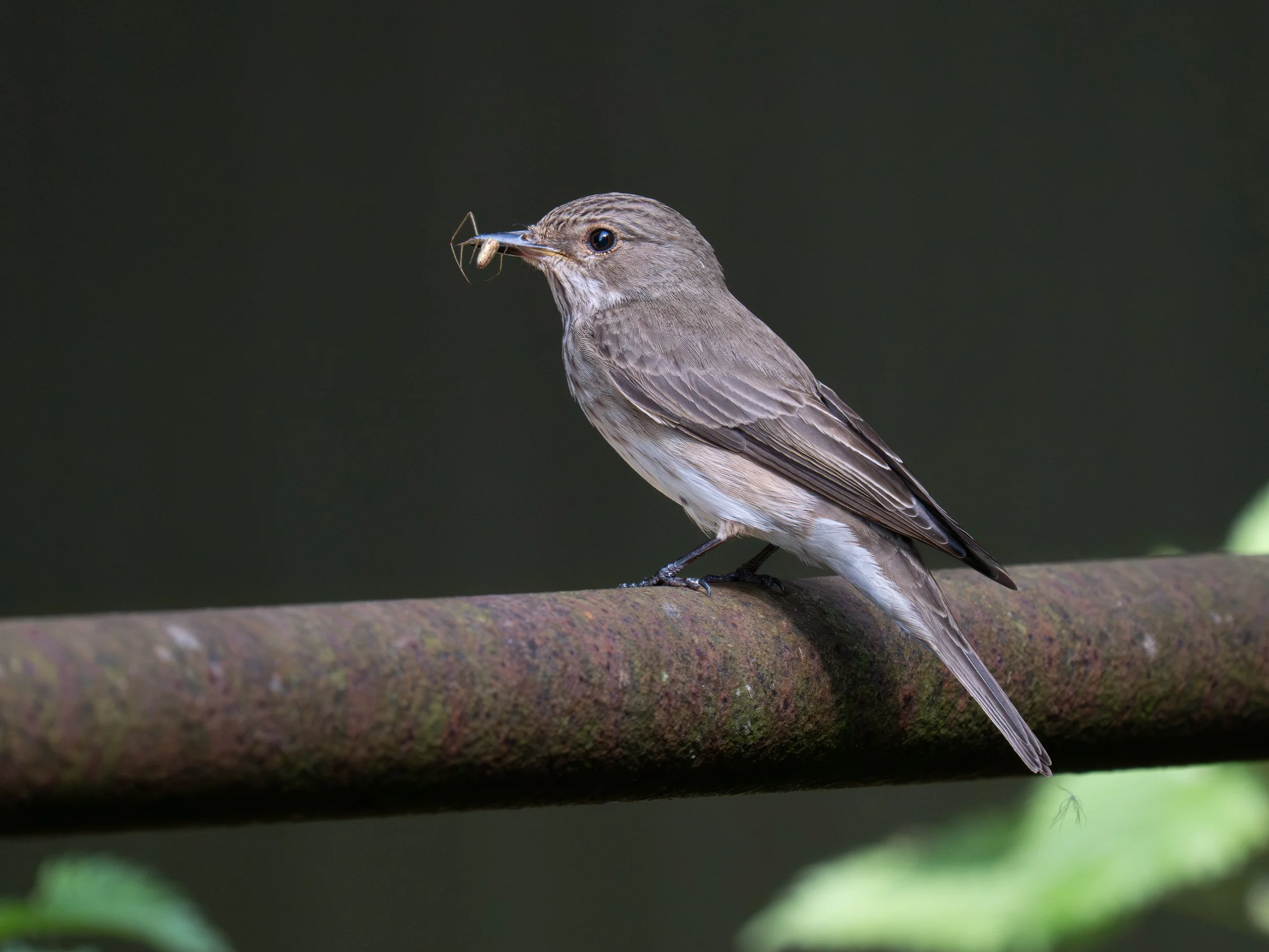 
Spotted flycatcher