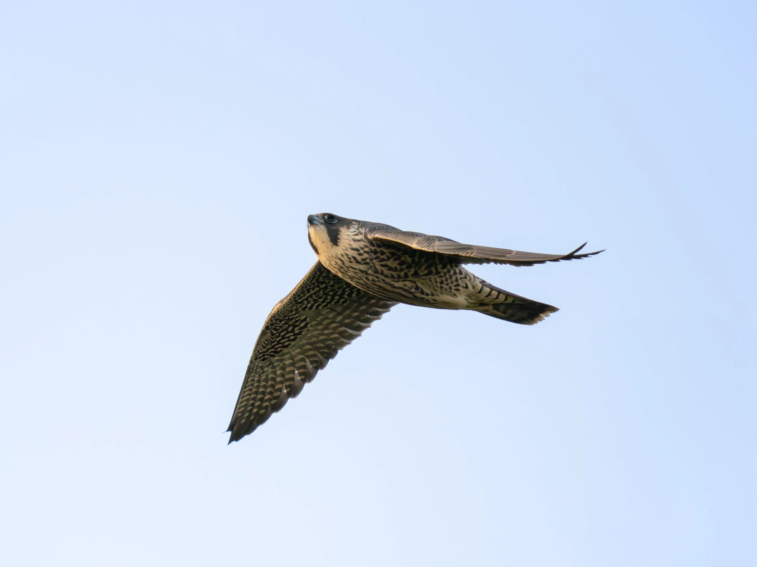 NM_2506_1551_DxO PL9.jpg
