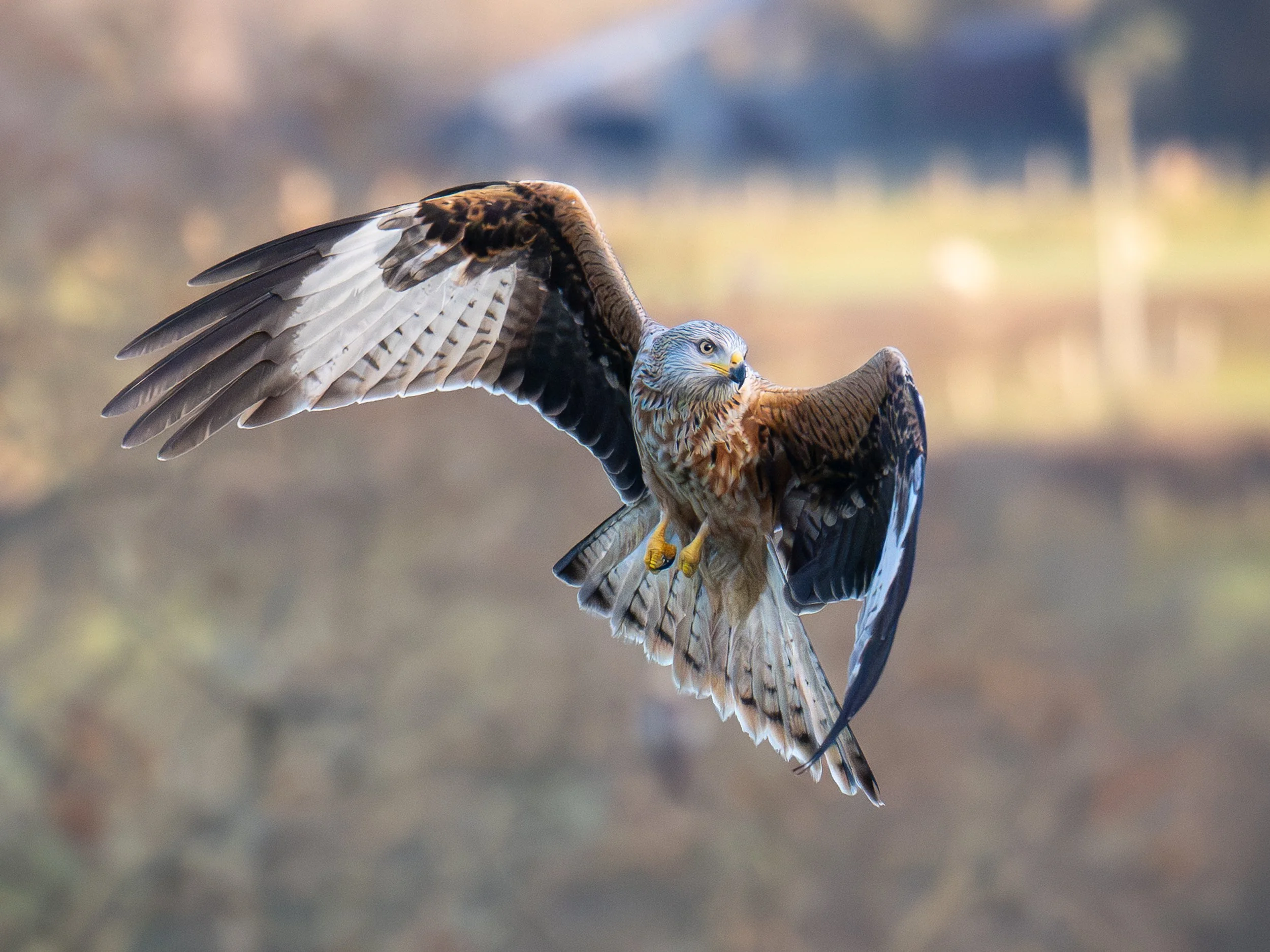 Red Kites