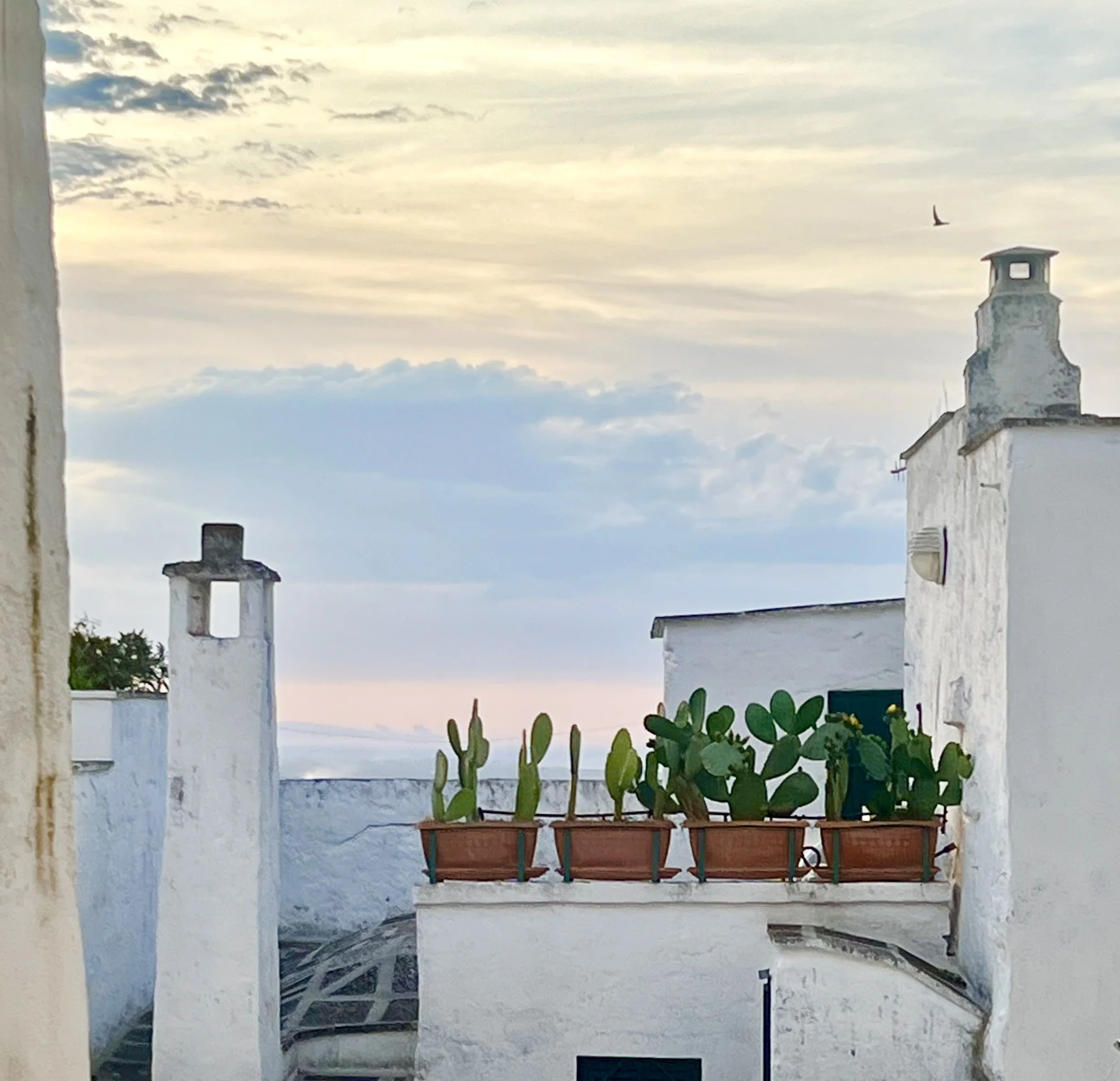 Fico d'india in Ostuni, Puglia