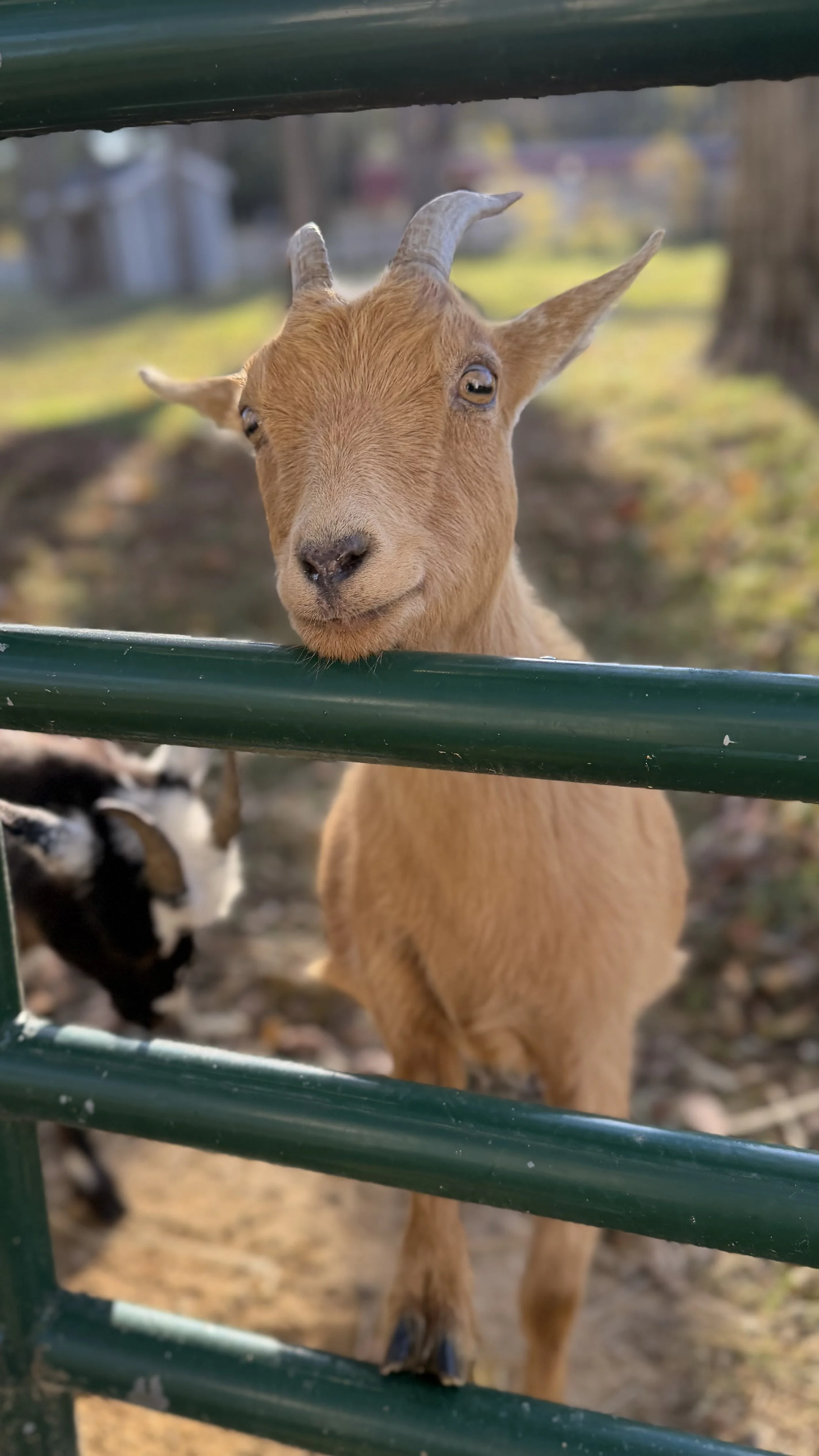 Close-up of a young, brown goat with small horns, peering through a green metal fence at the camera, with a blurred background of trees and another goat.