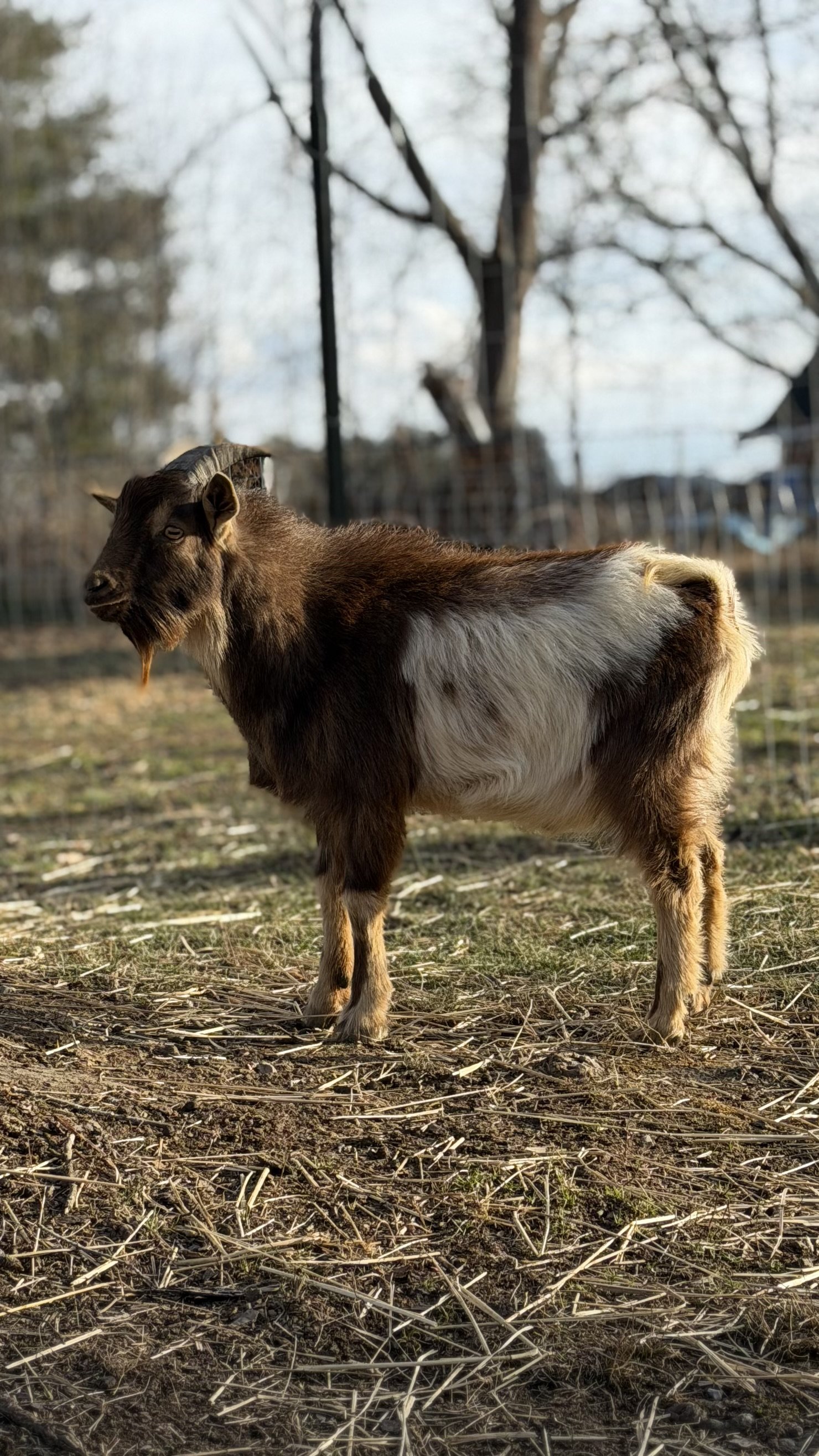 A small brown and white goat standing on dirt ground with leafless trees and a fence in the background.