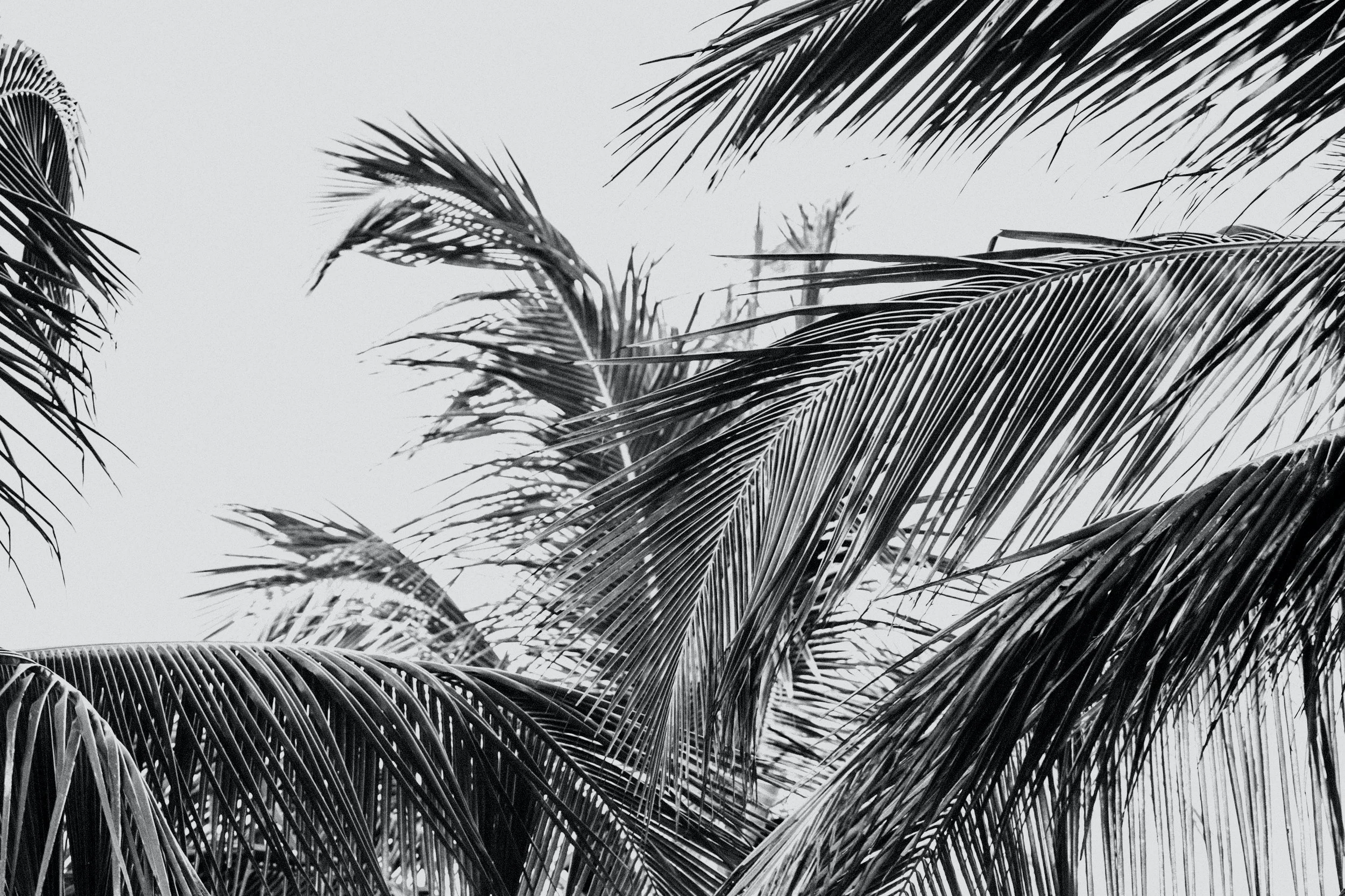 Black and white photo of palm tree fronds against a light sky.