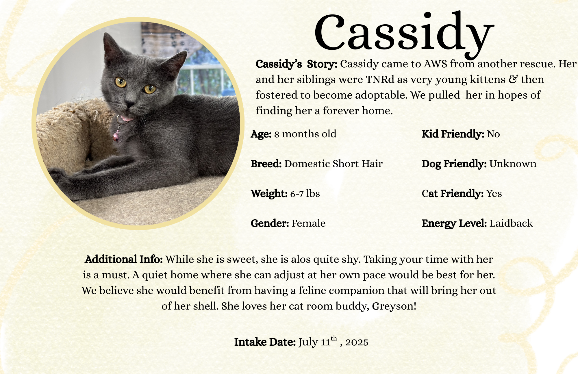 Profile card for a cat named Cassidy, featuring a photo of a gray domestic short hair kitten with yellow eyes. The card includes her age, weight, breed, gender, and personality traits, noting she is shy but affectionate and needs a calm home. It also