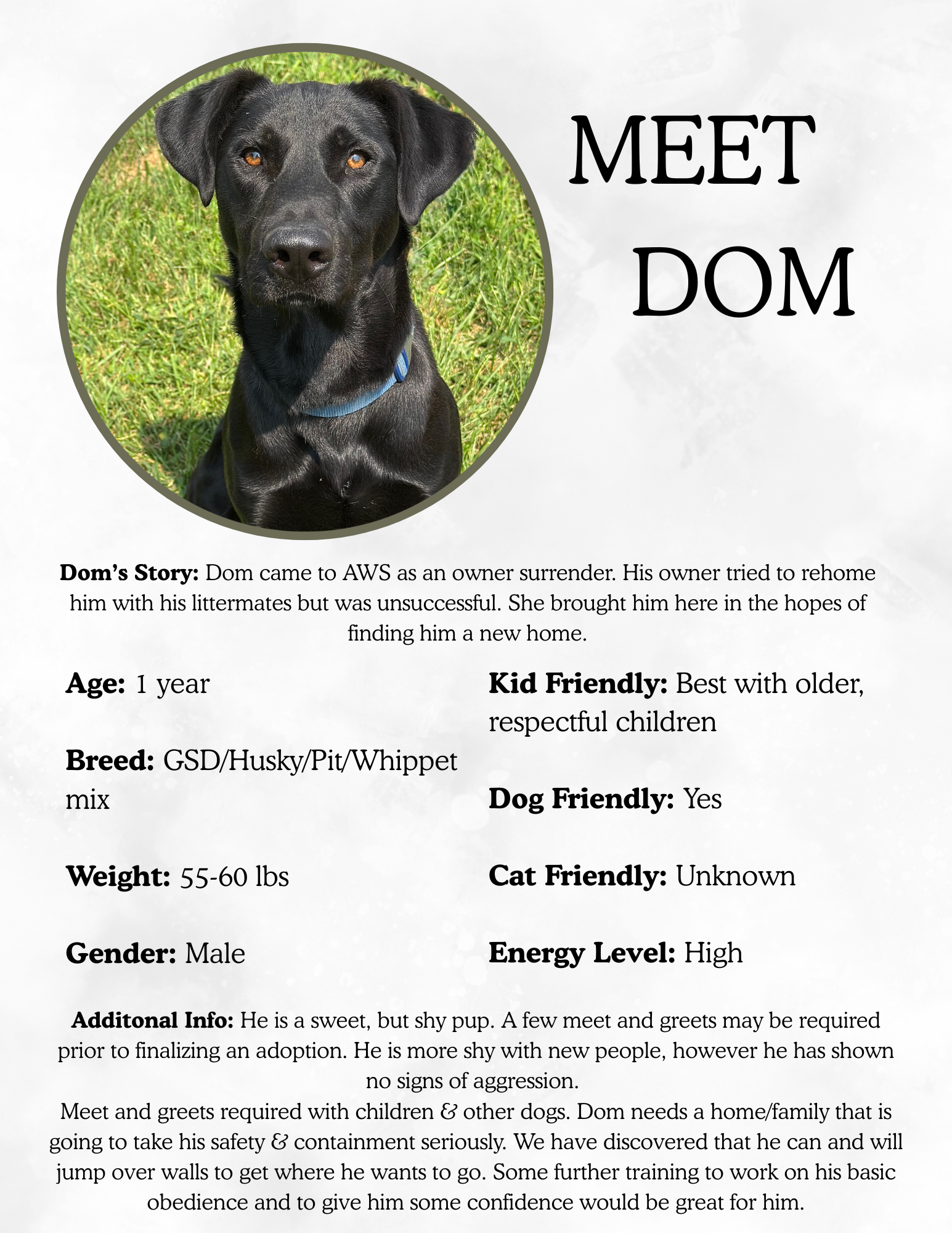 Profile of a black dog with brown eyes, wearing a blue collar, on a grassy background, with meet Dom headline and dog adoption details below.