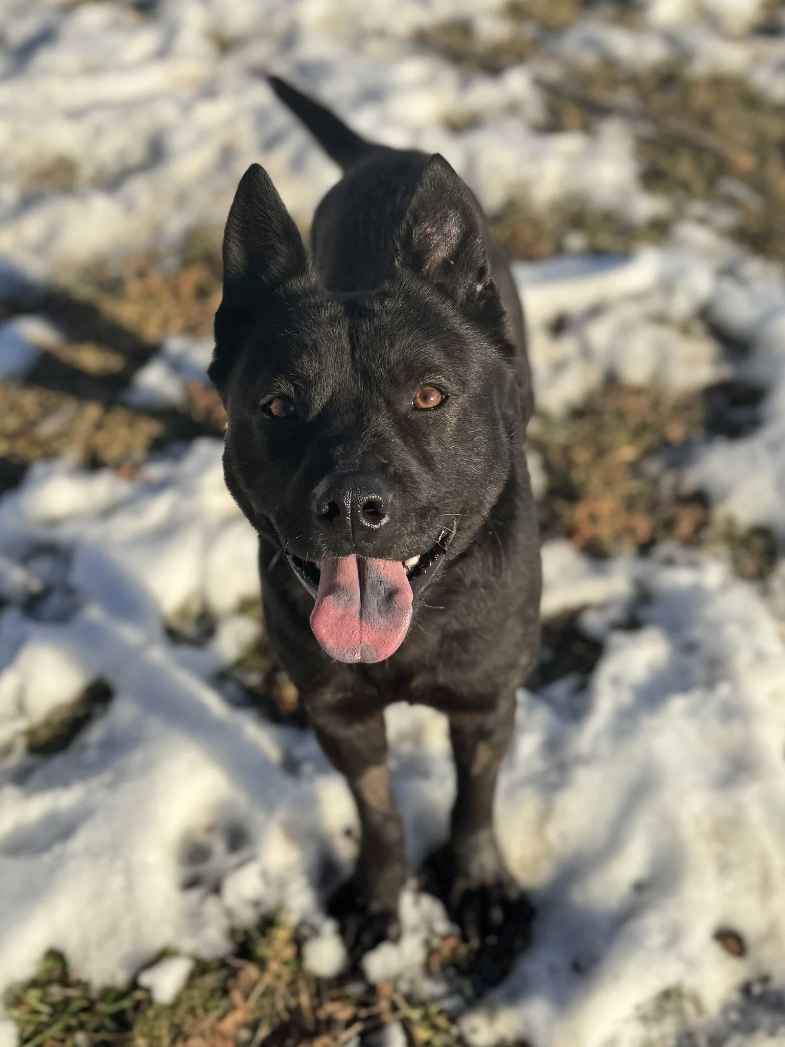 Black dog with pointy ears and pink tongue standing outdoors on snow-covered ground