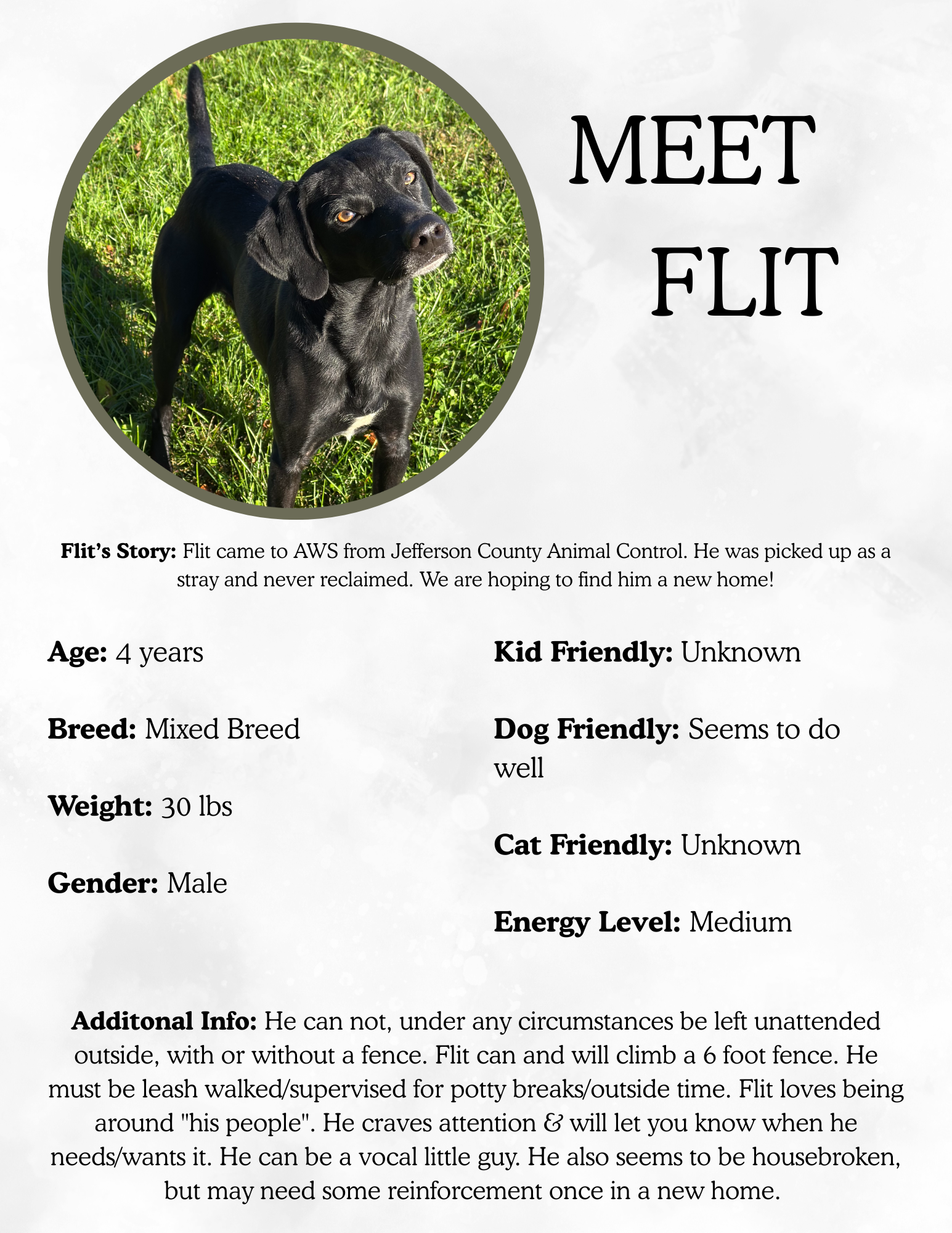 Adoptable dog Flit with a black coat and tan eyes, standing on green grass, with text about his story, age, breed, weight, gender, and personality traits.