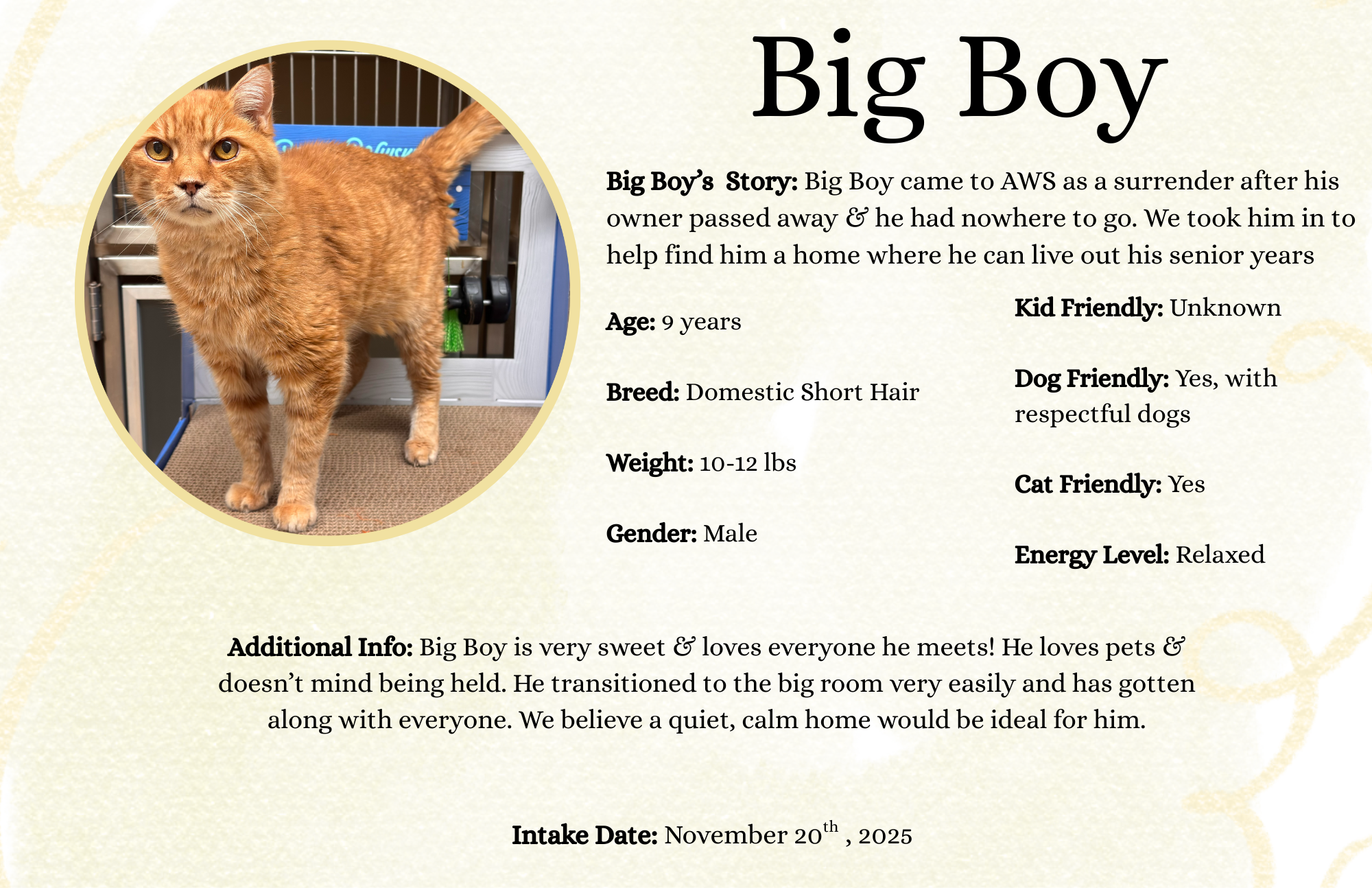 A printed cat adoption profile featuring a photo of an orange domestic short-haired cat inside a shelter. The profile provides details about Big Boy, a 9-year-old male cat, weighing 10-12 lbs, friendly with dogs and cats, and described as gentle and 